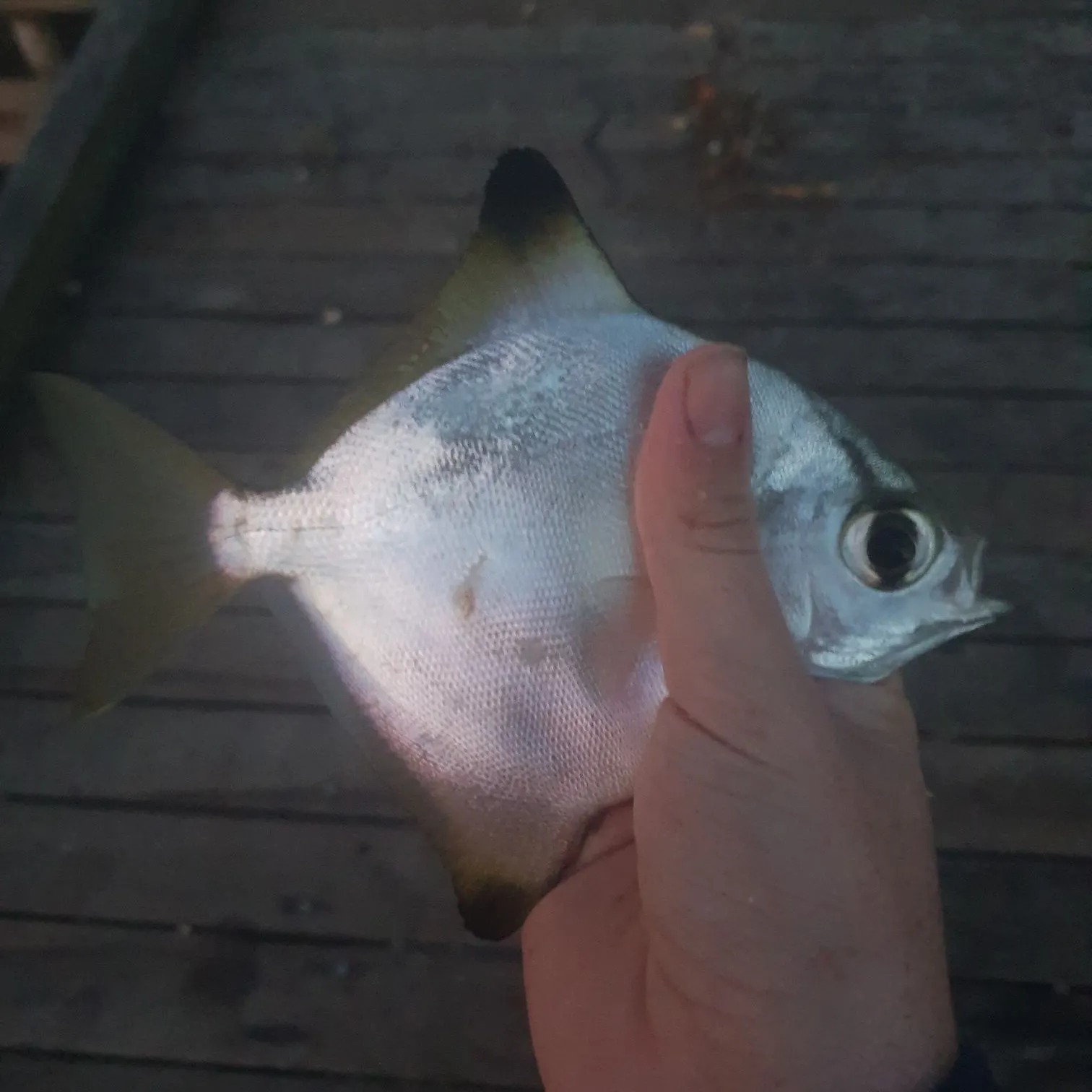 The most recent Silver moony catches on Fishbrain