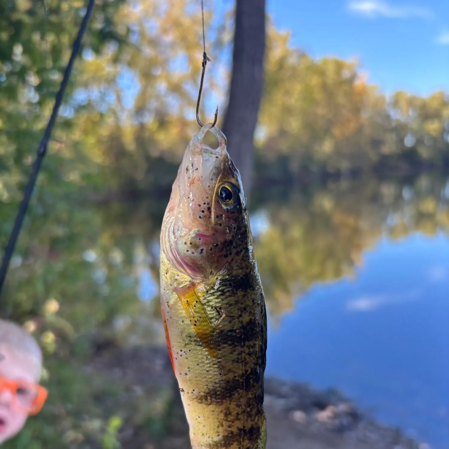 Yellow perch caught on Fishbrain