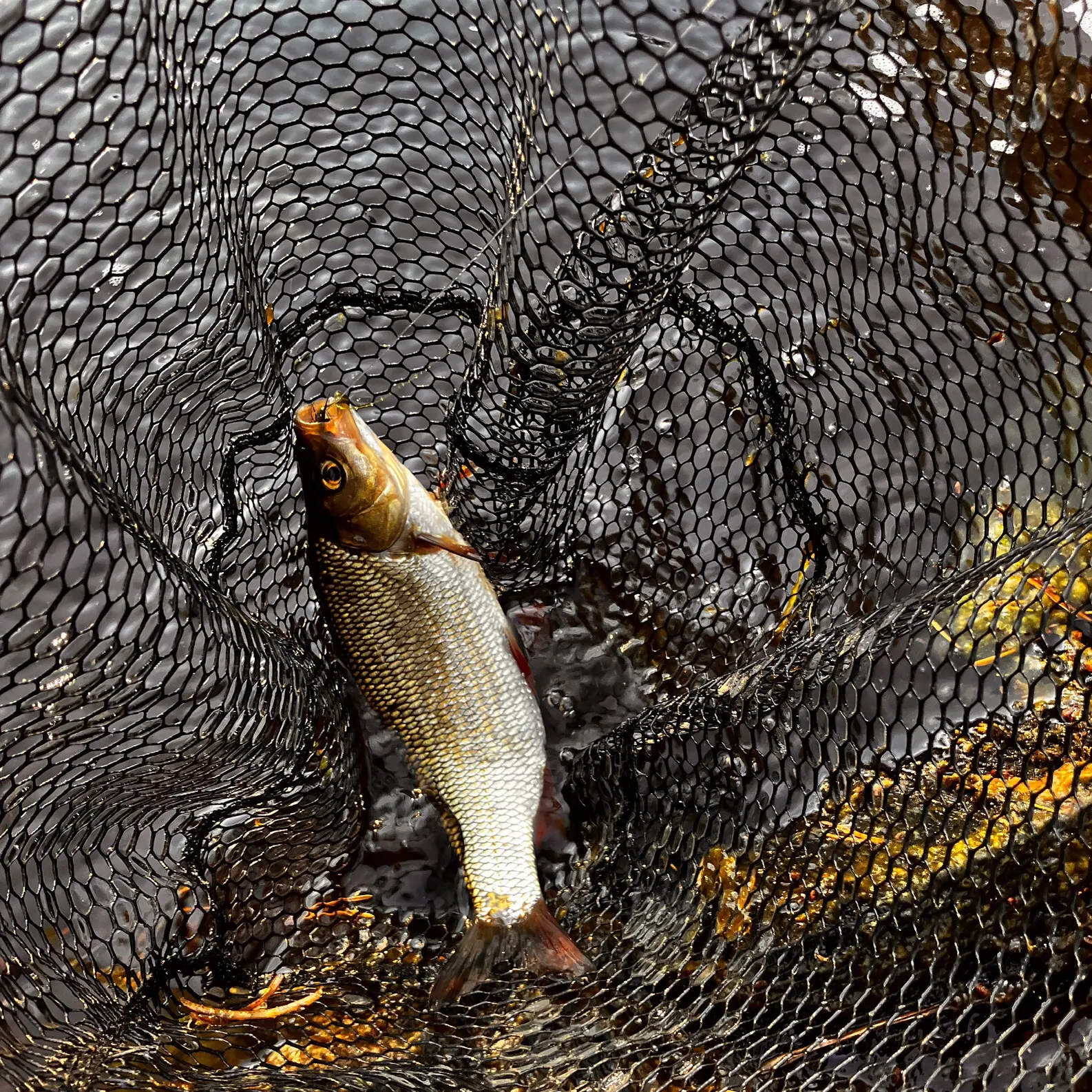 Ide caught on Fishbrain