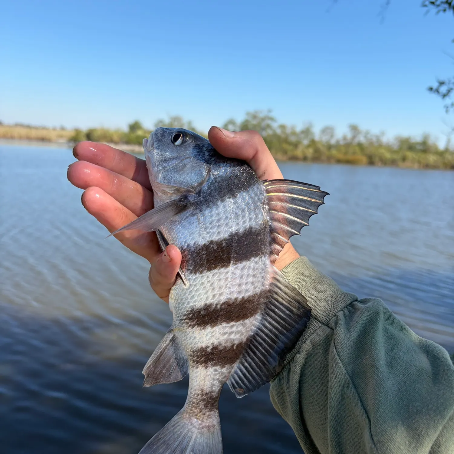 Black drum caught on Fishbrain