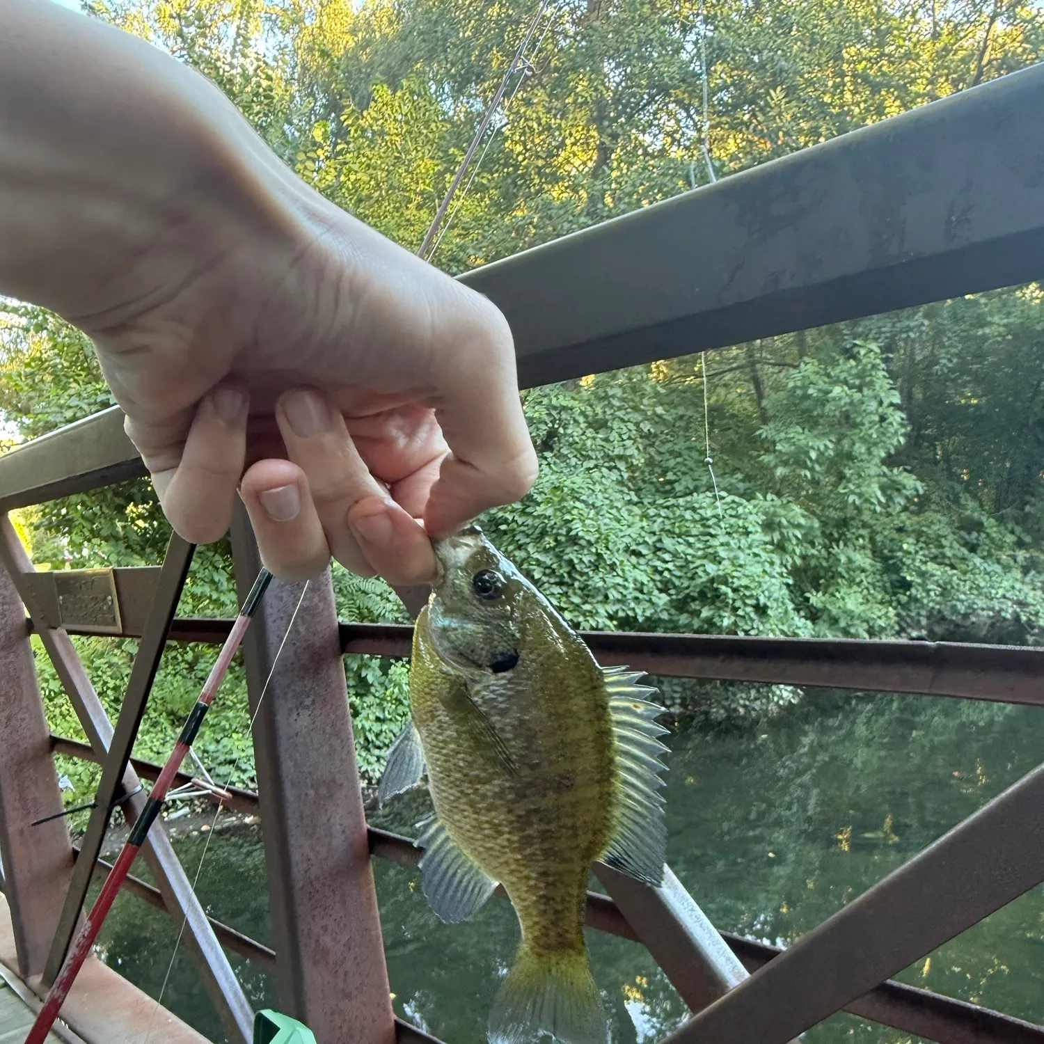 Bluegill caught on Fishbrain