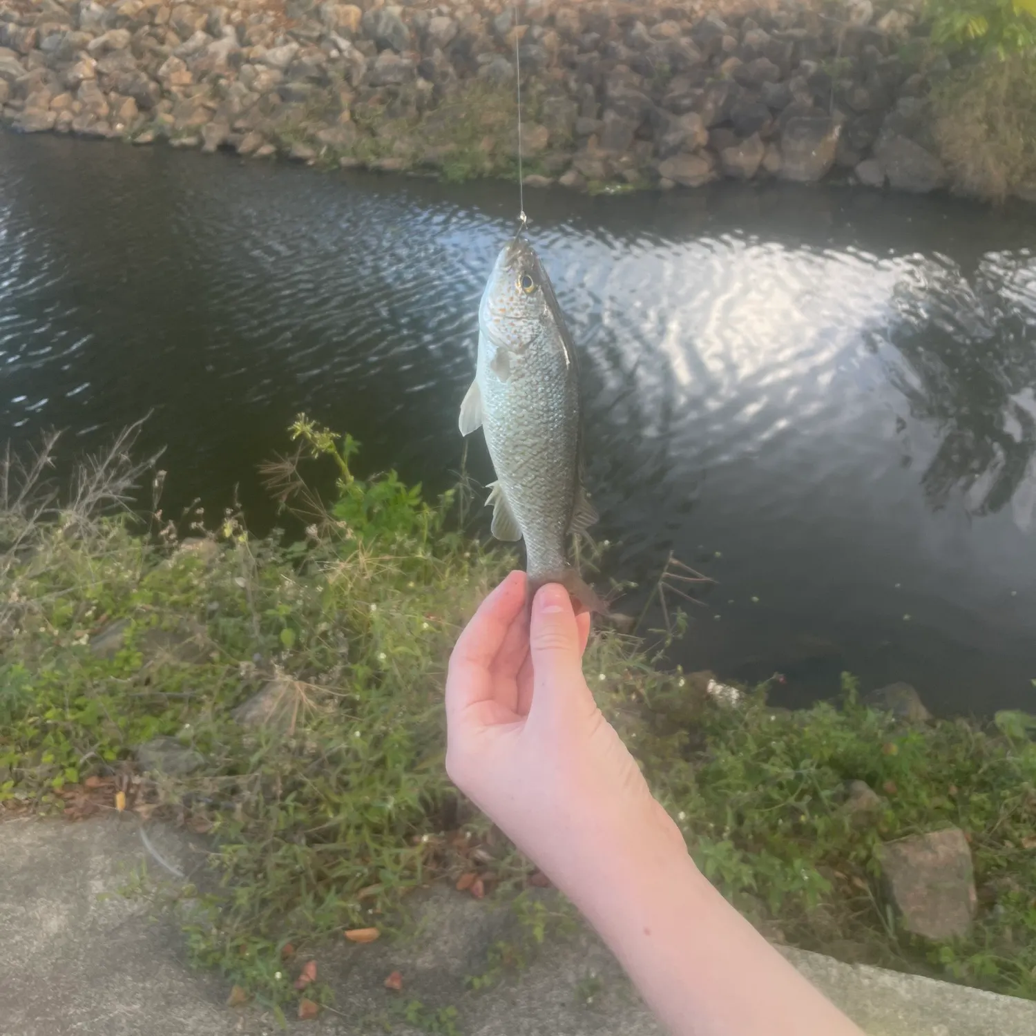 Spangled perch caught on Fishbrain