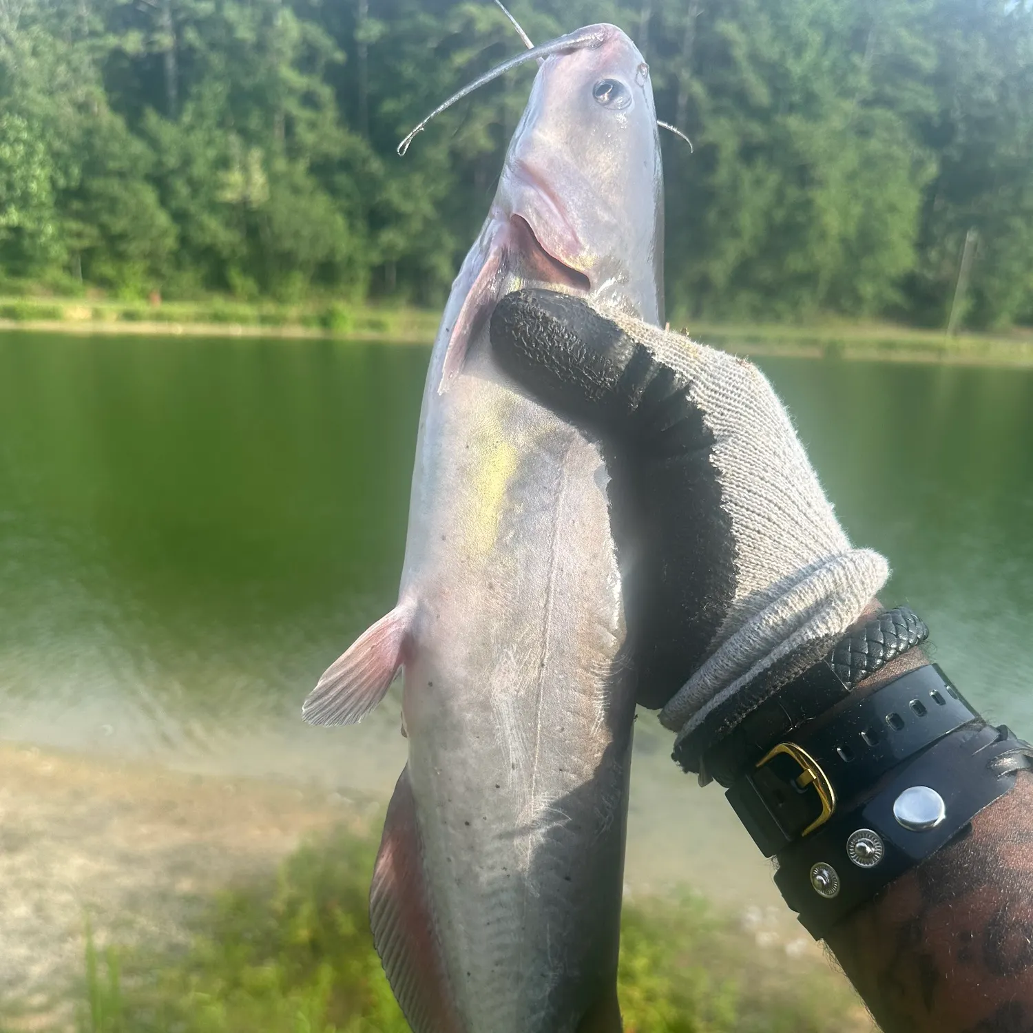 Channel catfish caught on Fishbrain
