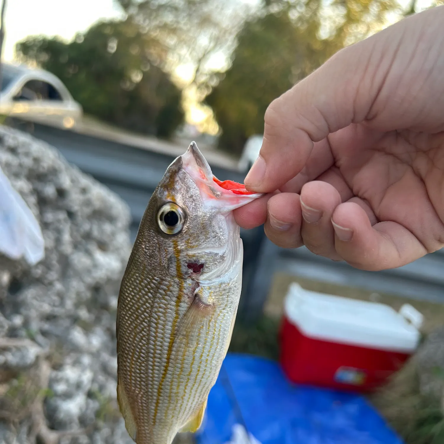 The most recent Tomtate grunt catches on Fishbrain