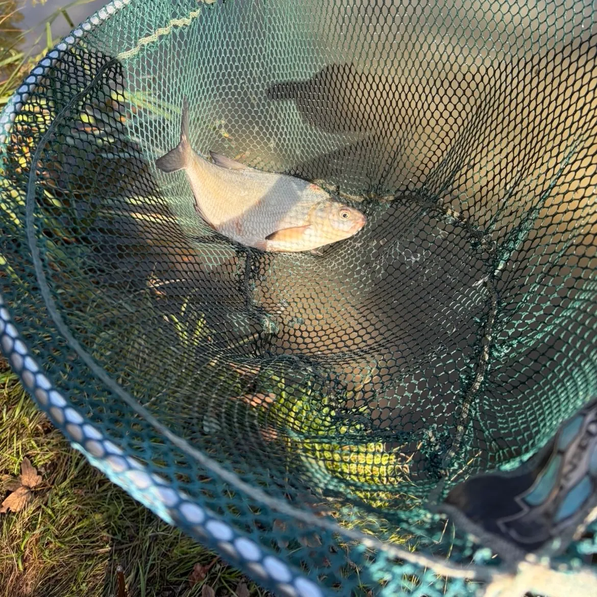 Common bream caught on Fishbrain