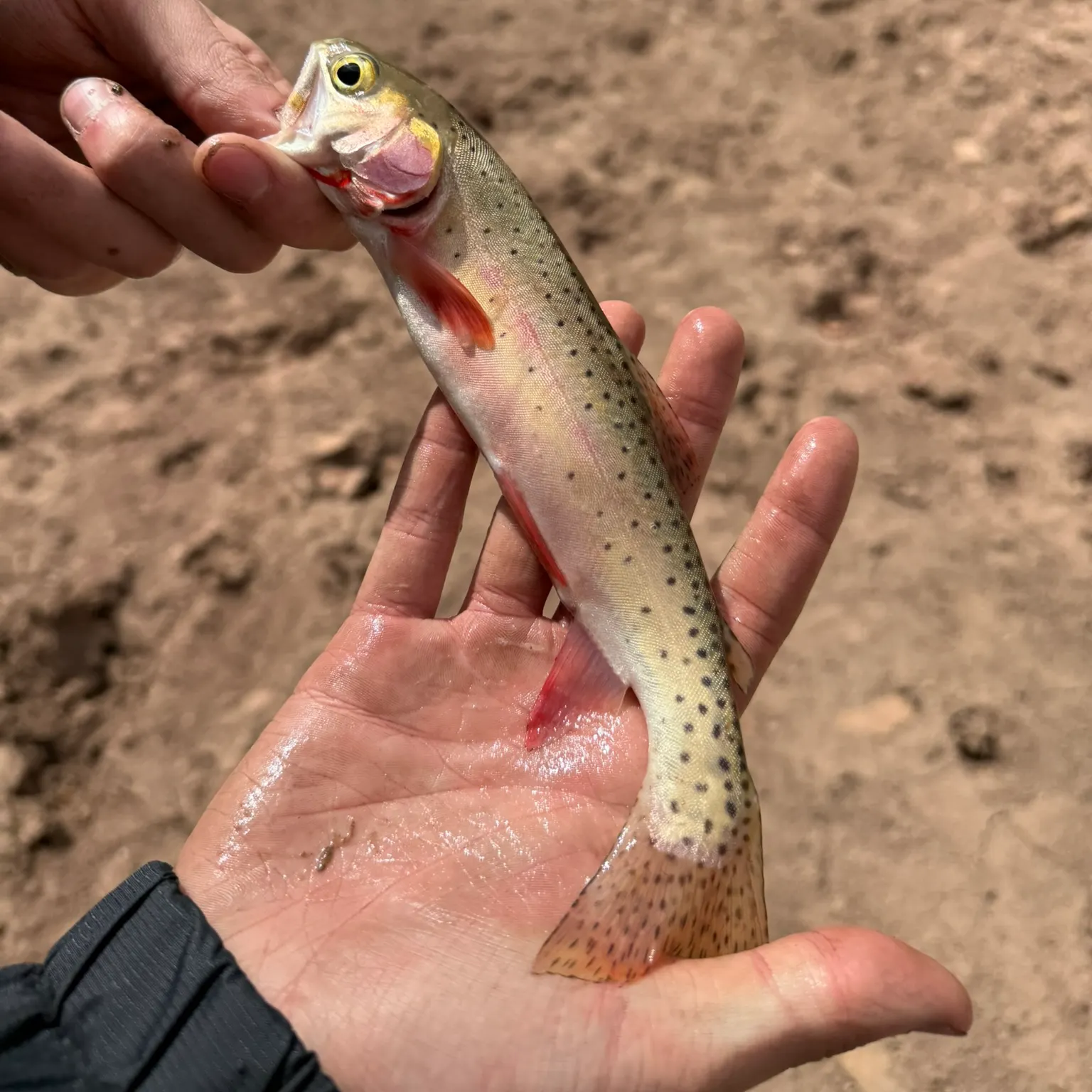 The most recent Cutbow catches on Fishbrain
