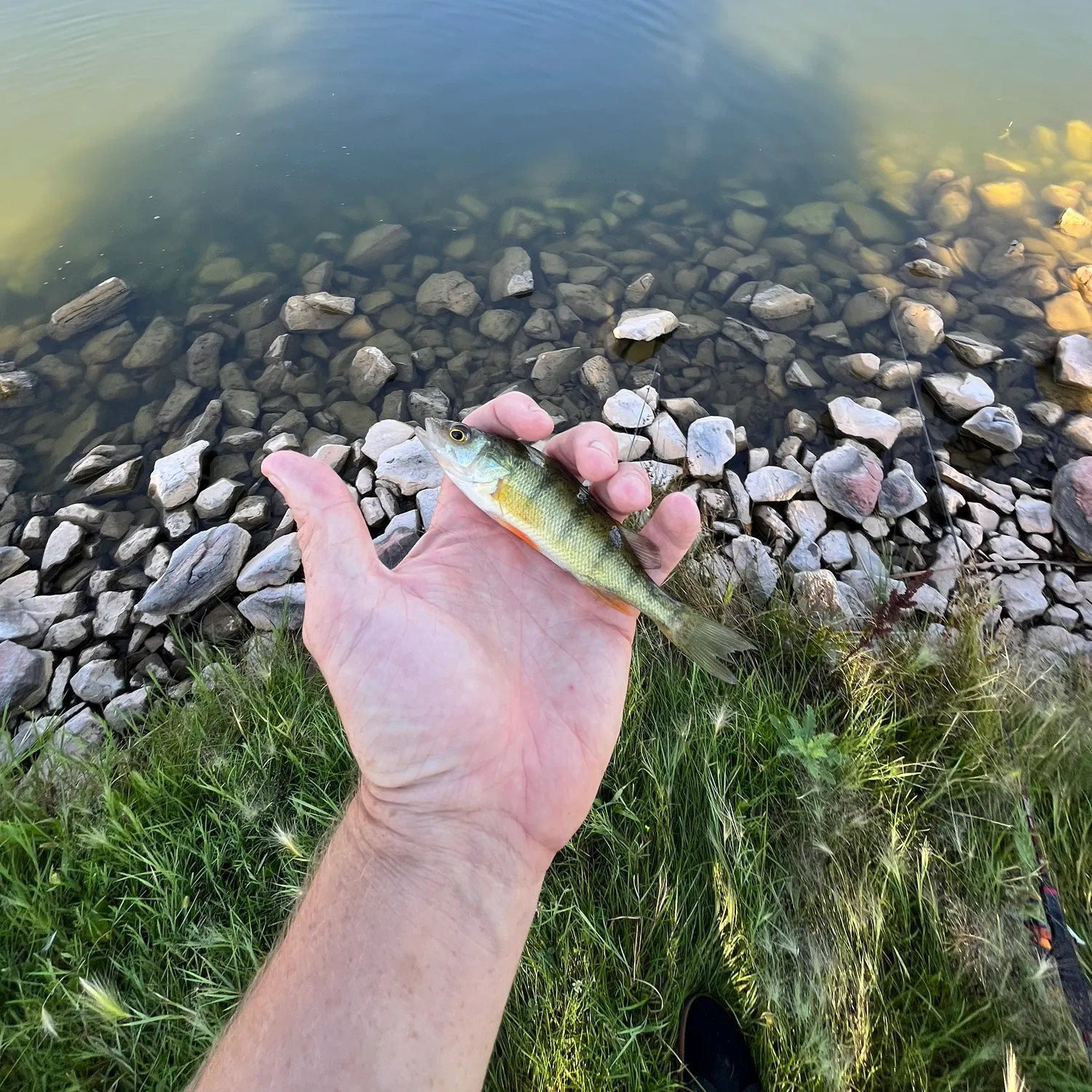 Yellow perch caught on Fishbrain
