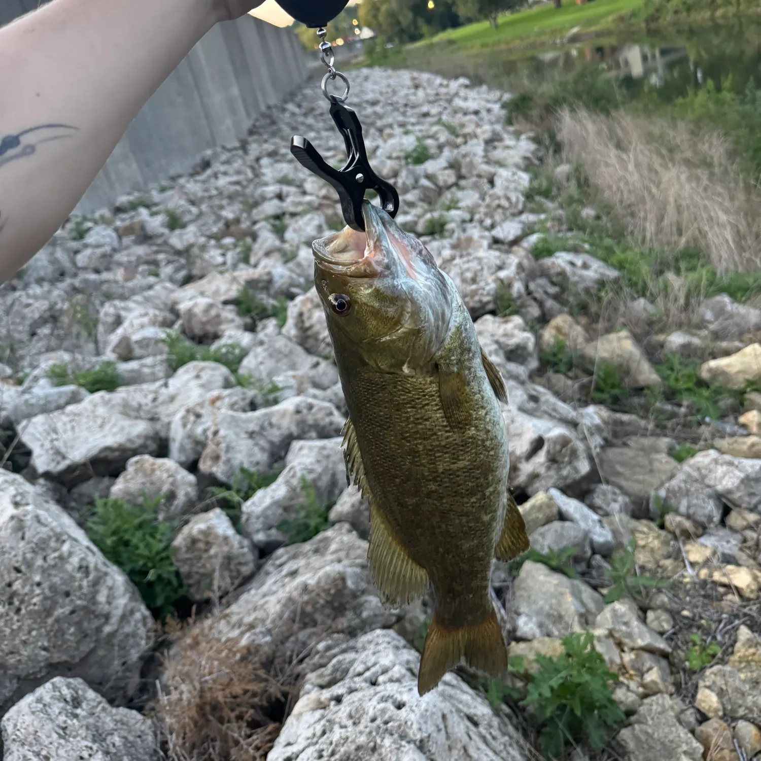 Smallmouth bass caught on Fishbrain