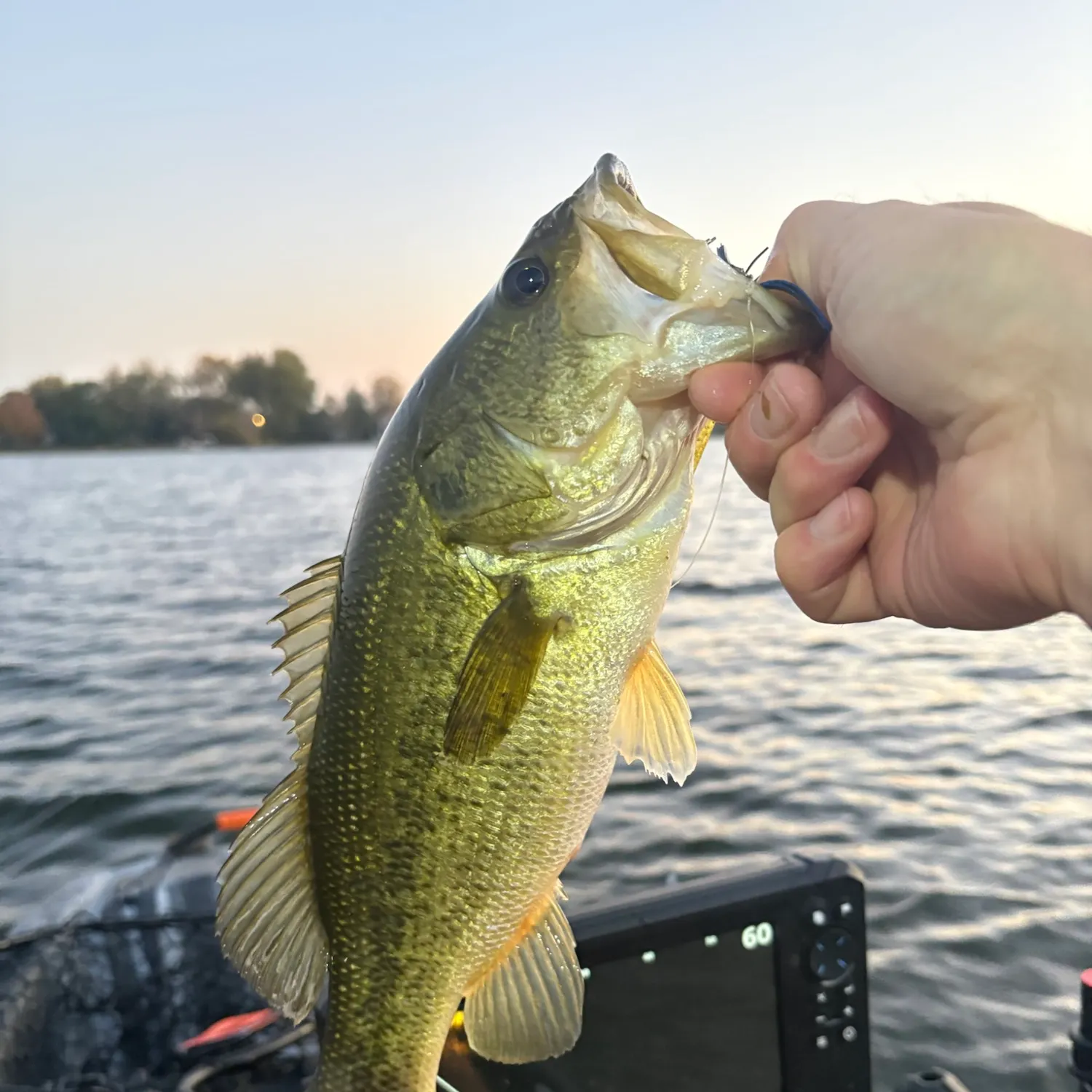 Largemouth bass caught on Fishbrain