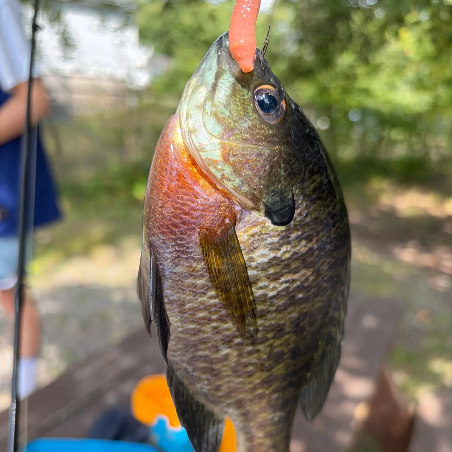 Bluegill caught on Fishbrain