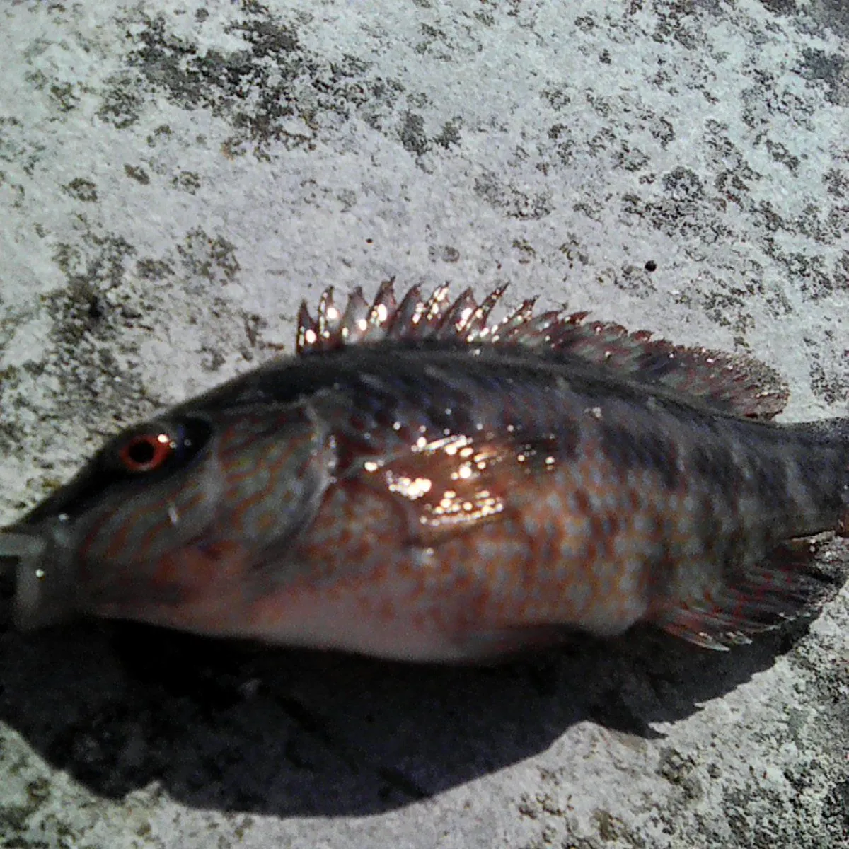 The most recent Corkwing wrasse catches on Fishbrain