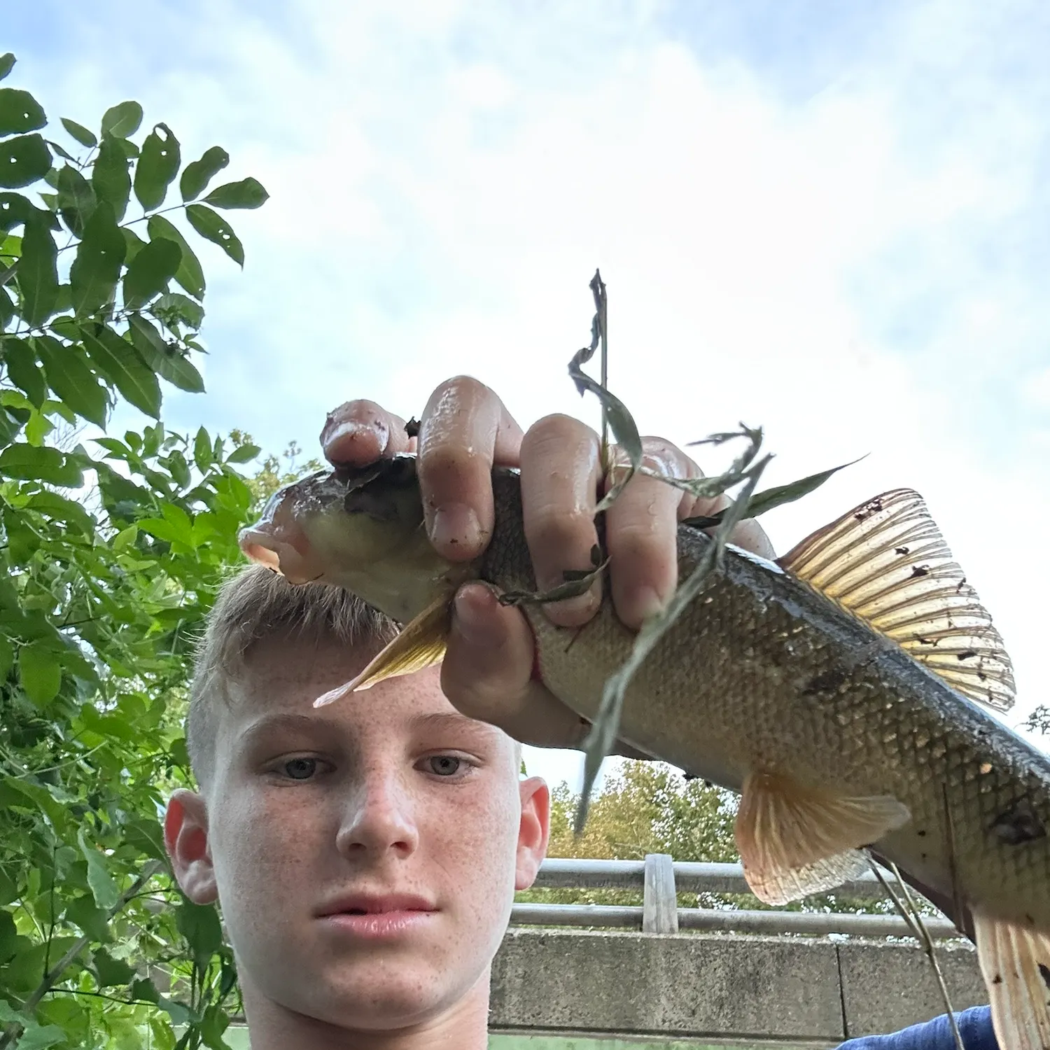 White sucker caught on Fishbrain