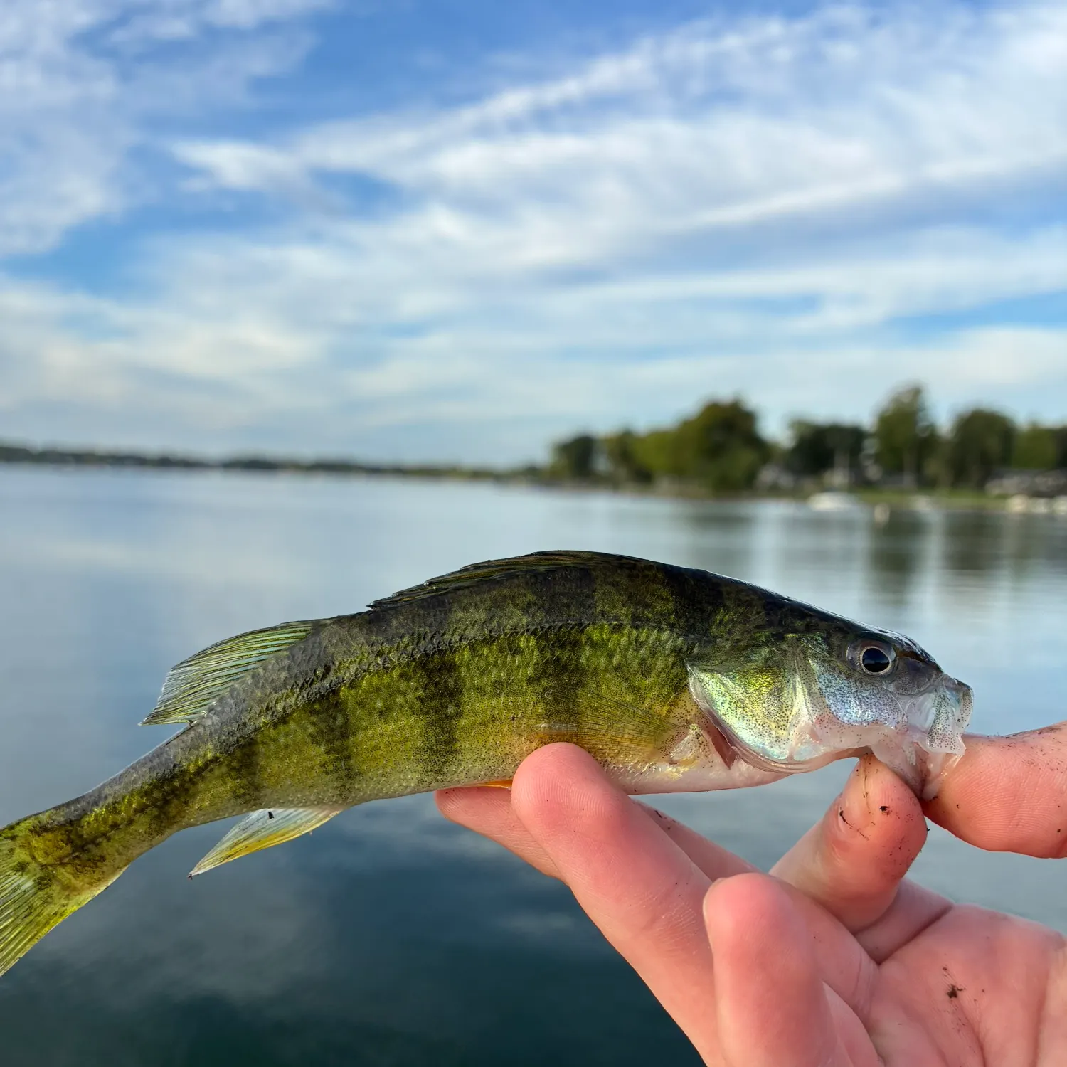 Yellow perch caught on Fishbrain