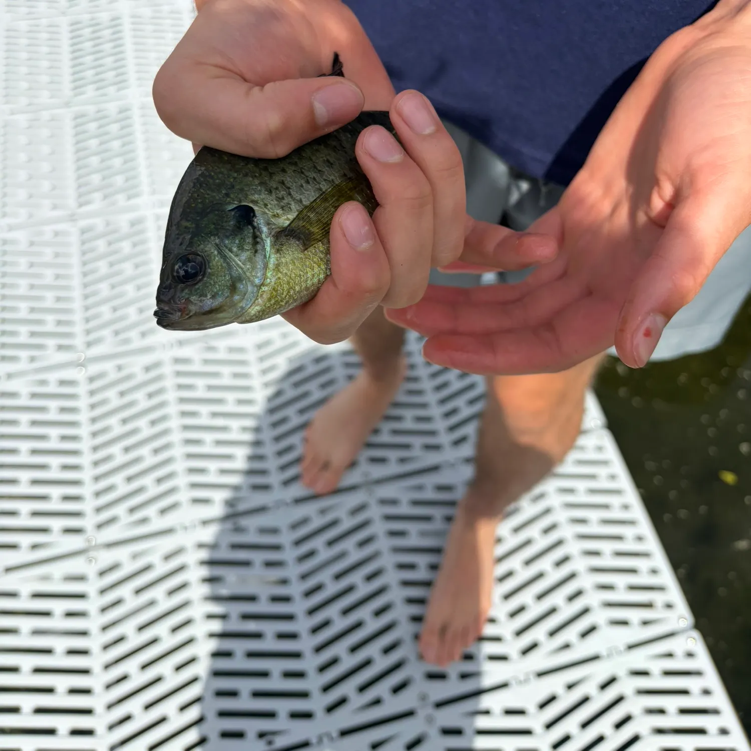 Bluegill caught on Fishbrain