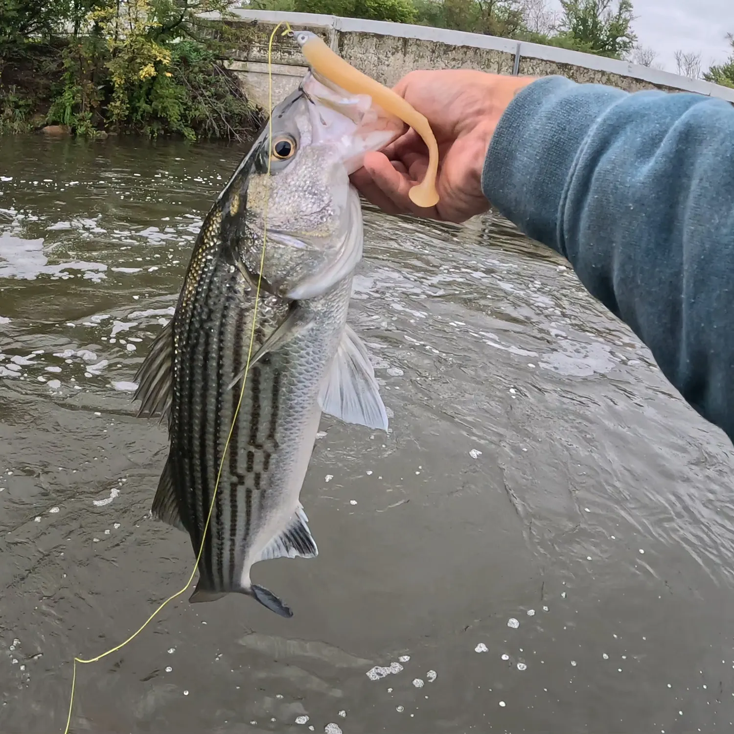 Striped bass caught on Fishbrain