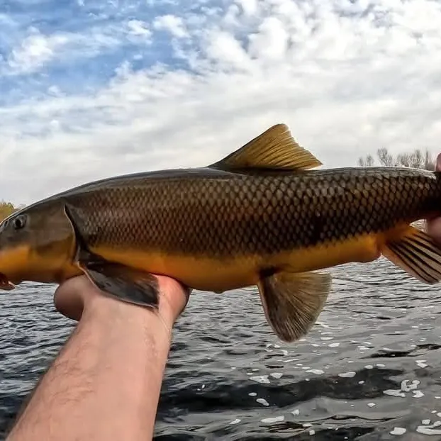 The most popular recent Sonora sucker catch on Fishbrain