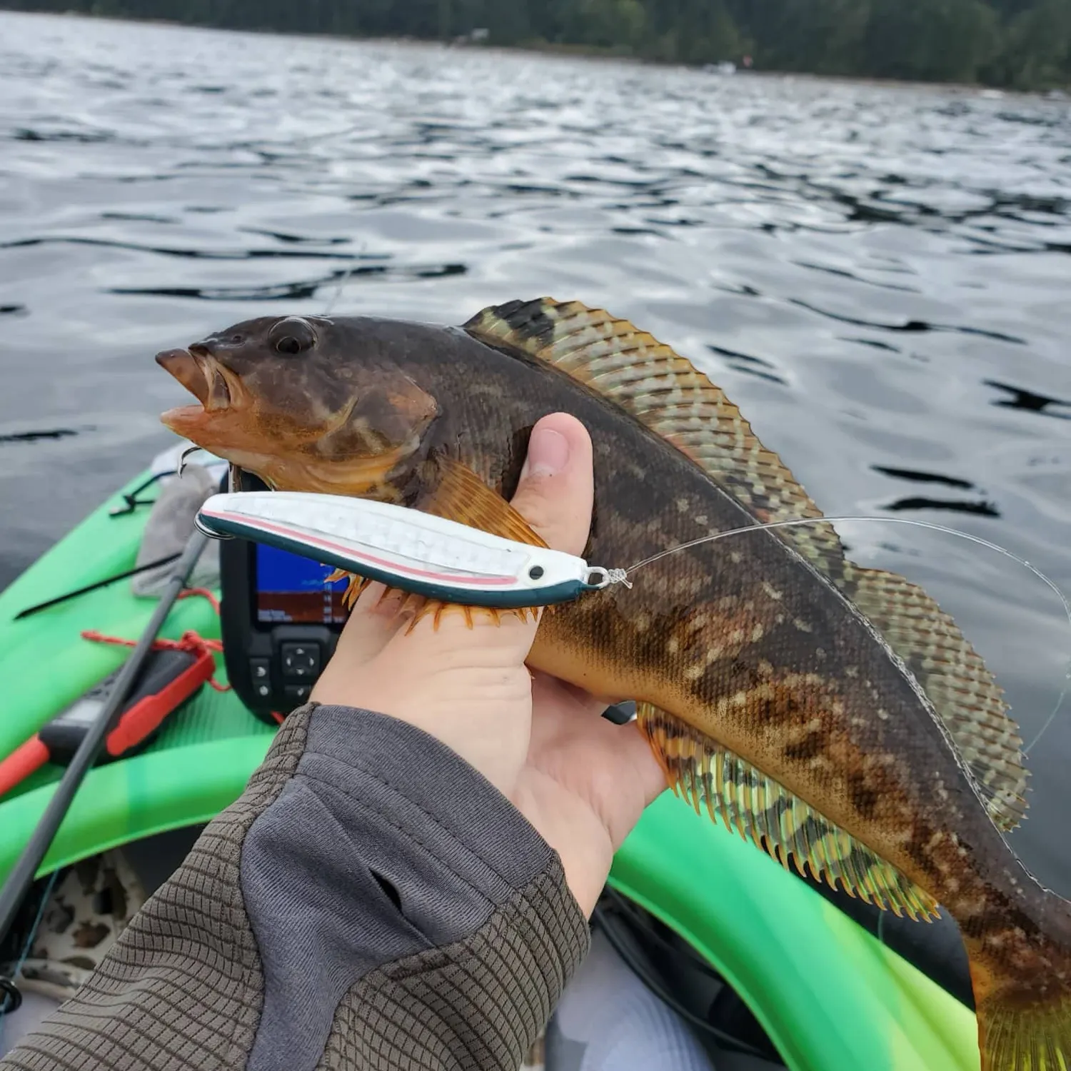 The most recent Kelp greenling catches on Fishbrain