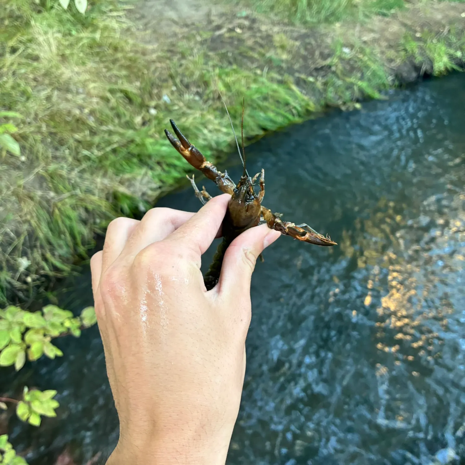 Red swamp crayfish caught on Fishbrain