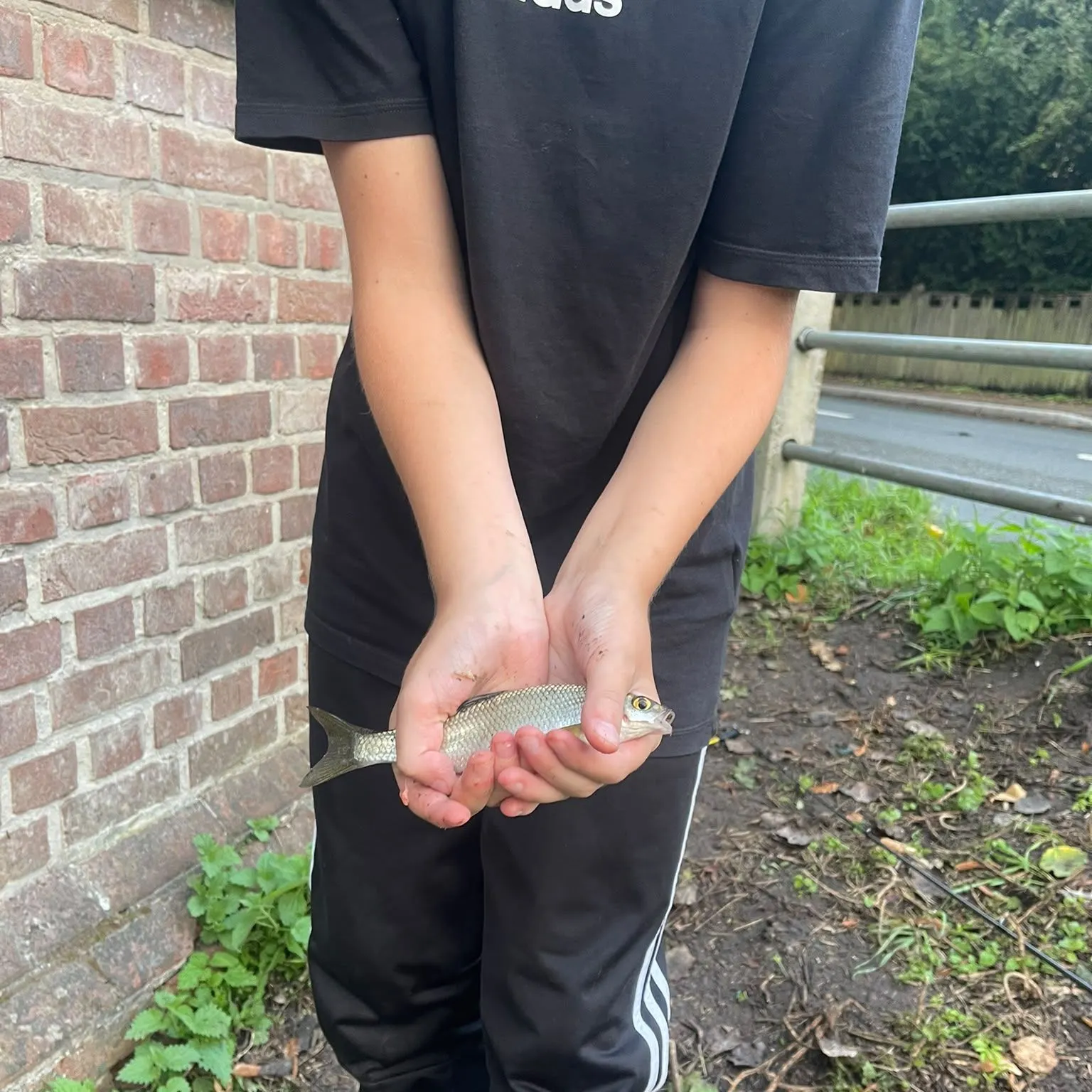 The most recent Common dace catches on Fishbrain