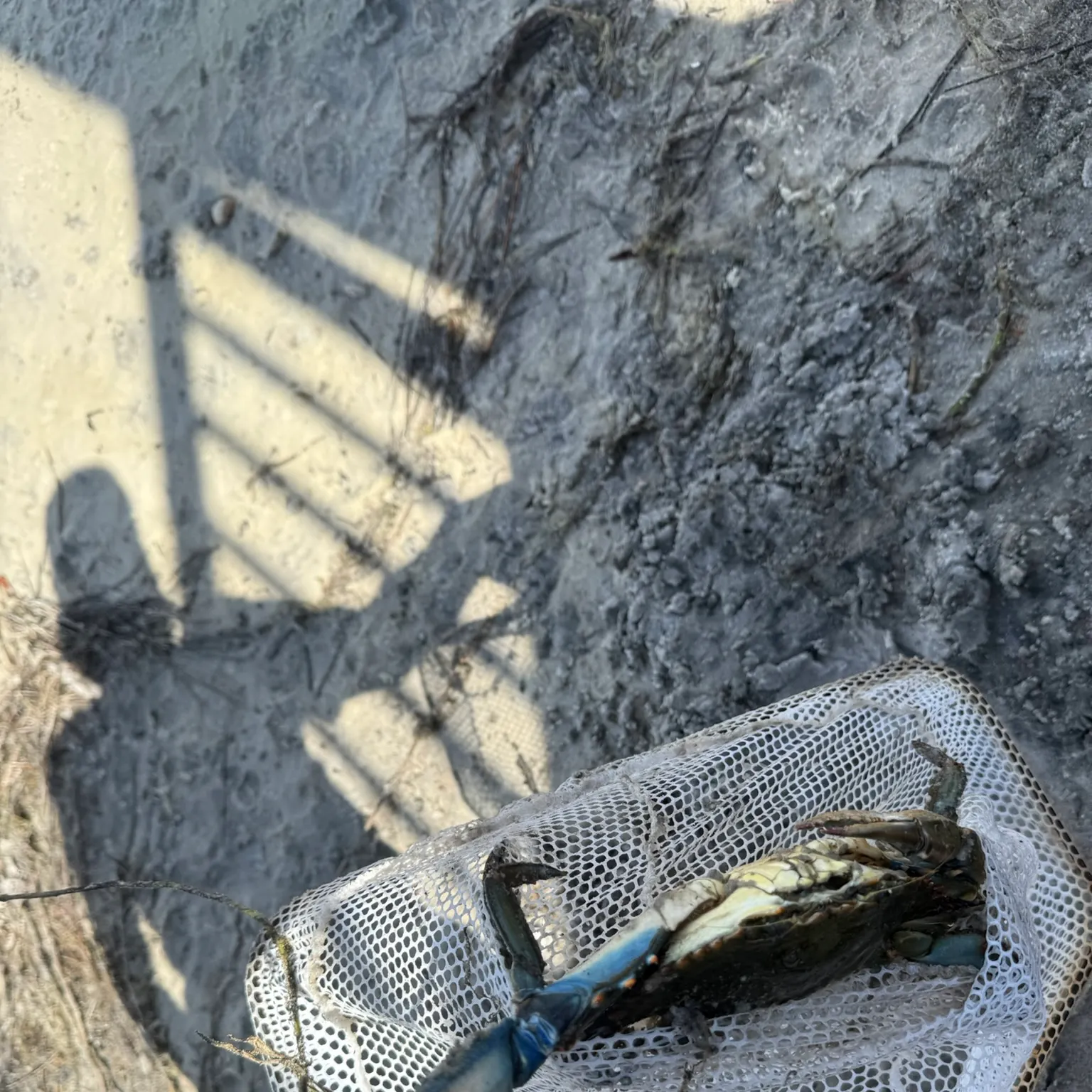 The most recent Blue swimmer crab catches on Fishbrain