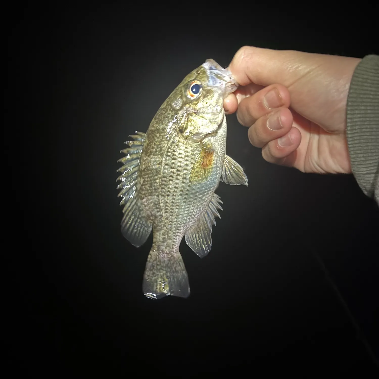 Rock bass caught on Fishbrain