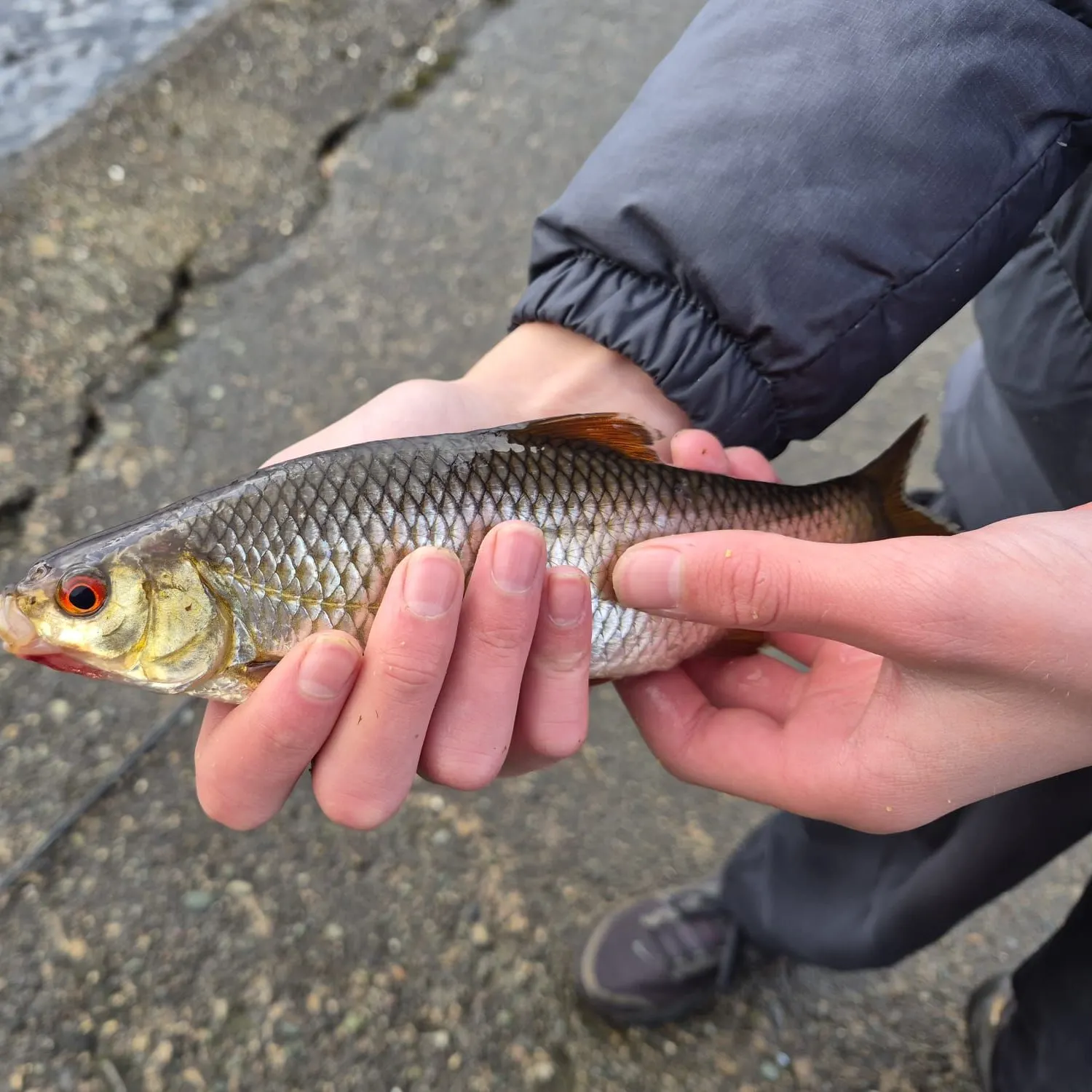 Common roach caught on Fishbrain
