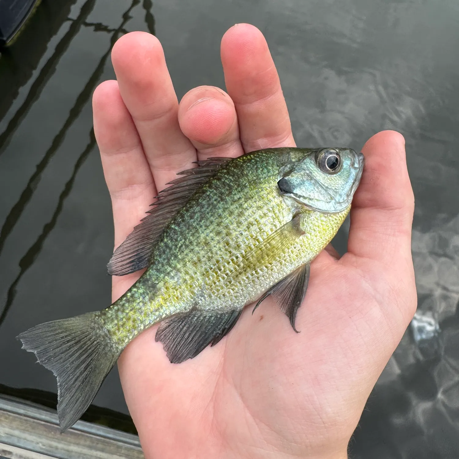 Bluegill caught on Fishbrain