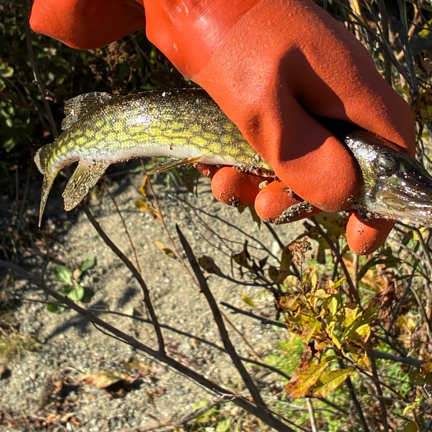 Chain pickerel caught on Fishbrain