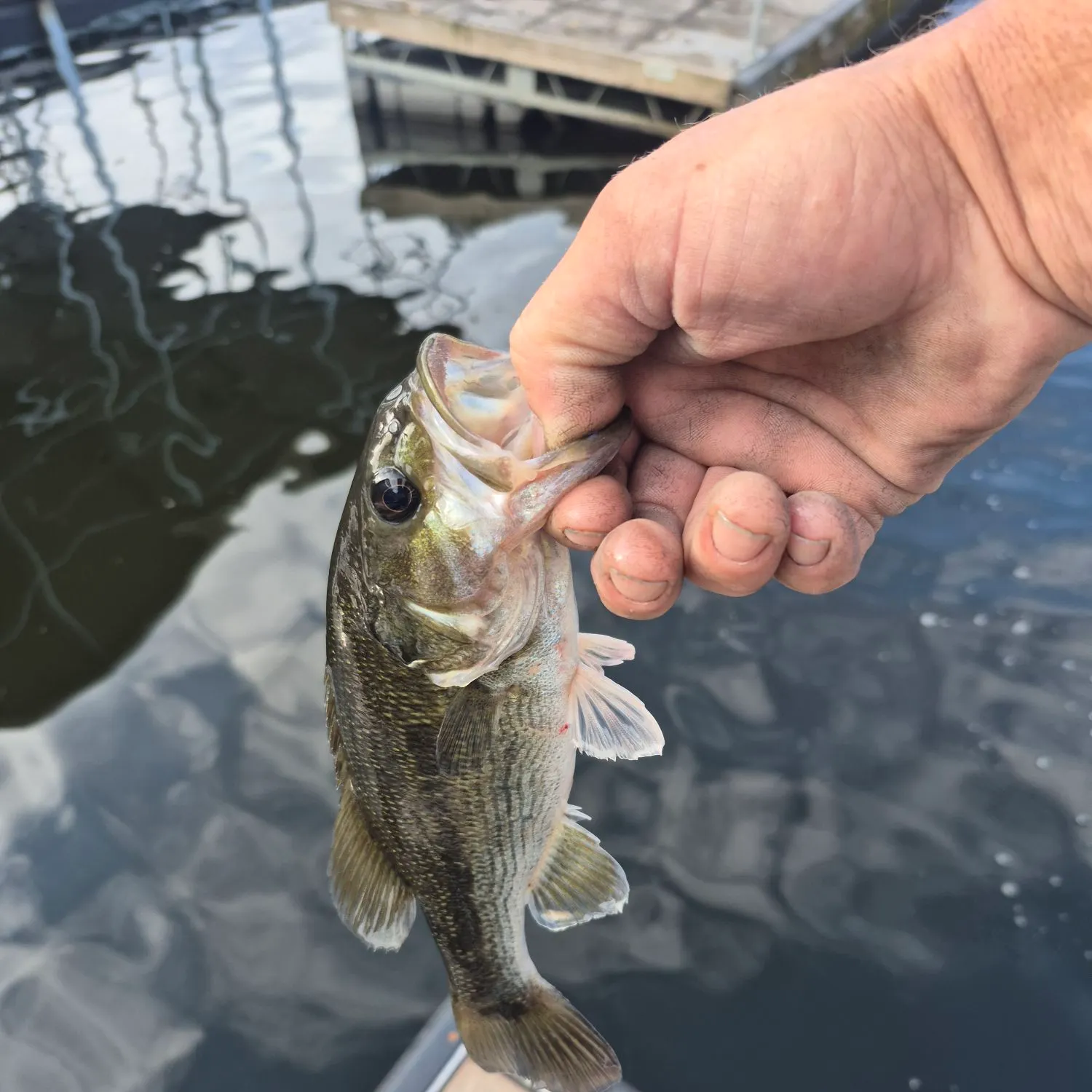 Spotted bass caught on Fishbrain