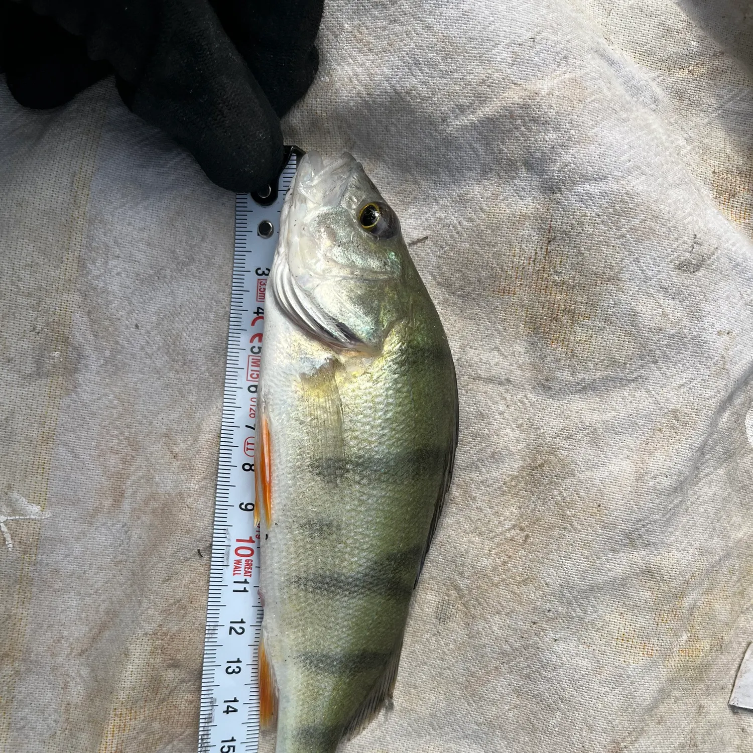 European perch caught on Fishbrain