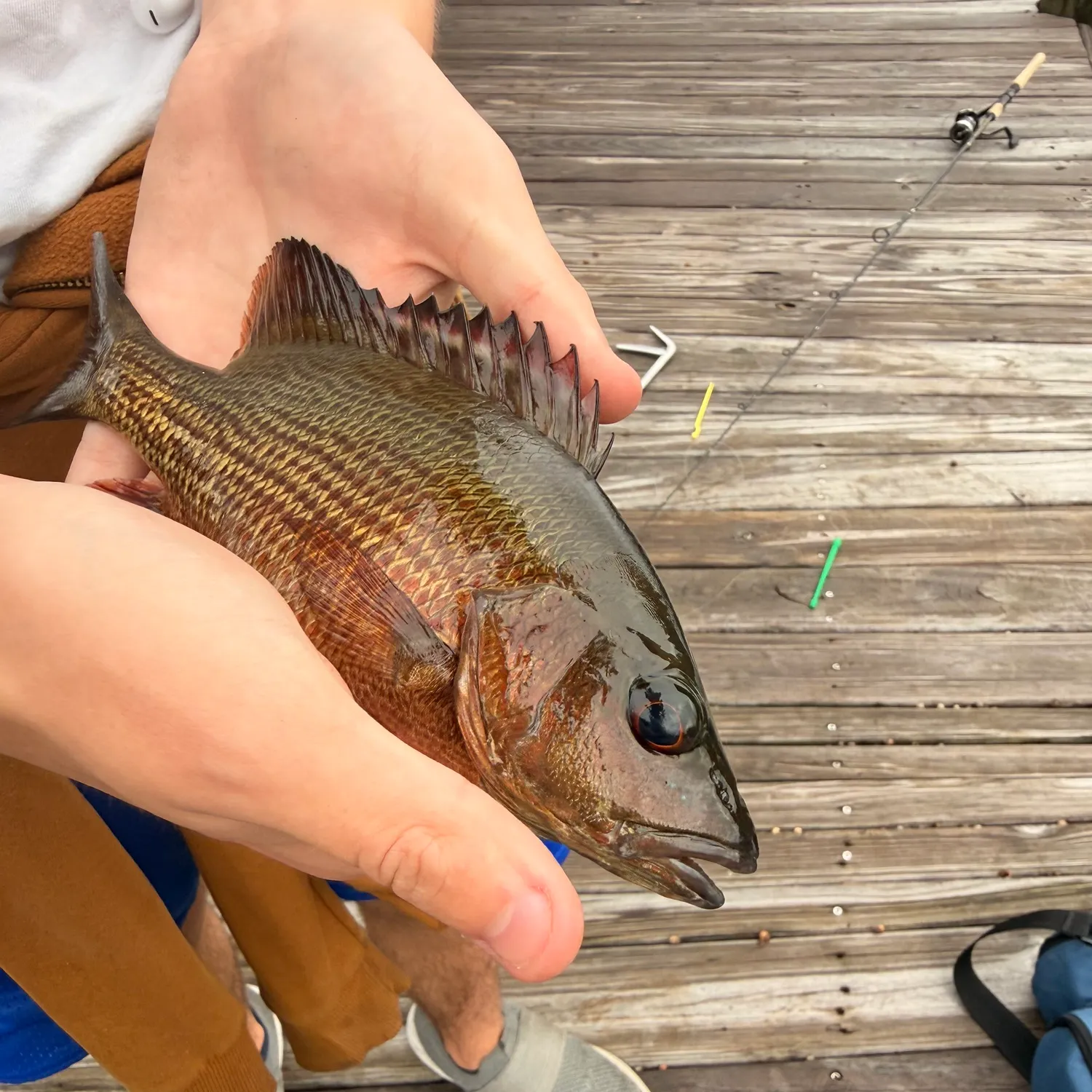 Mangrove snapper caught on Fishbrain