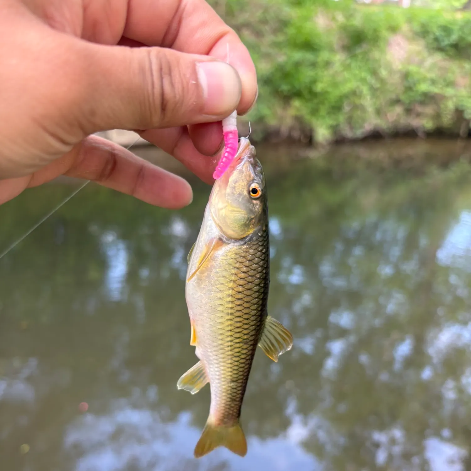 The most recent Bluehead chub catches on Fishbrain