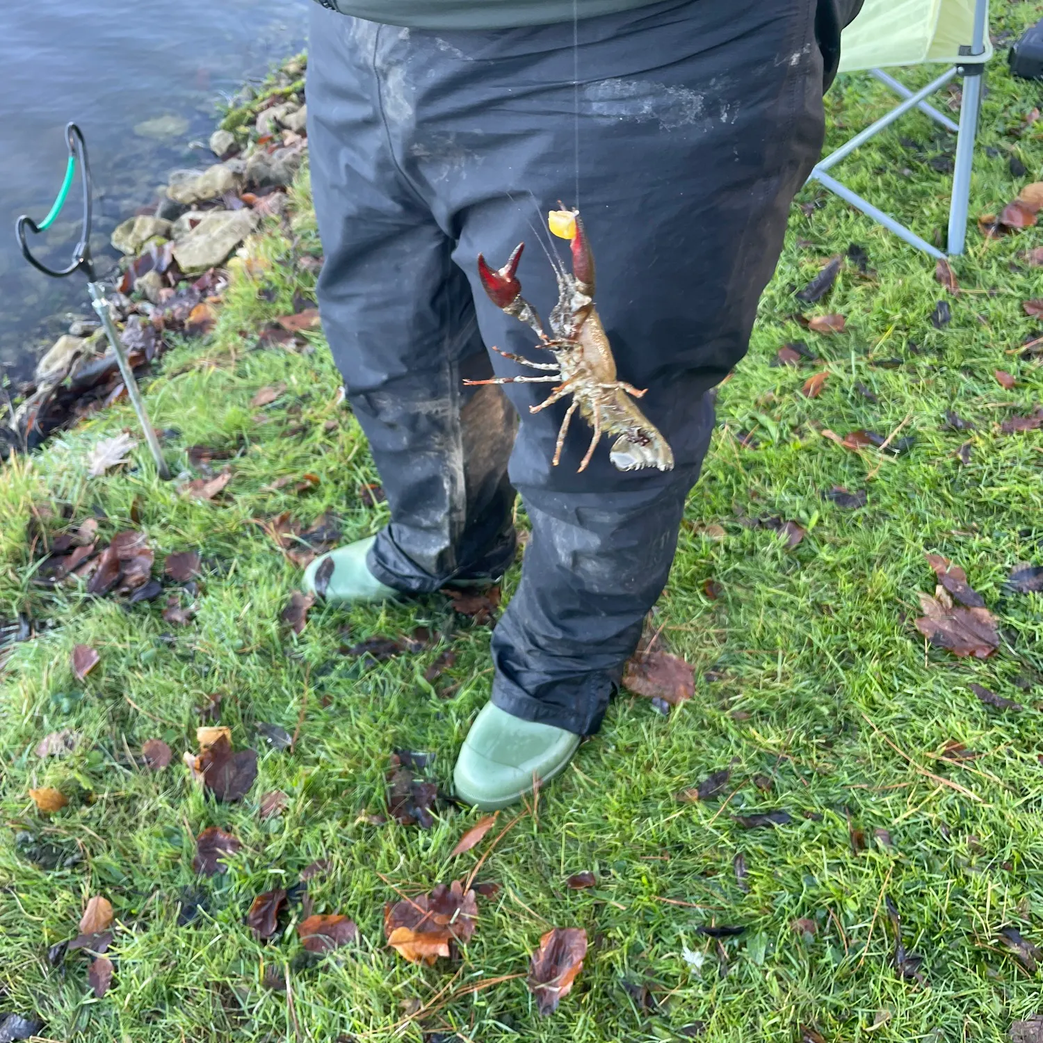 The most recent Signal crayfish catches on Fishbrain