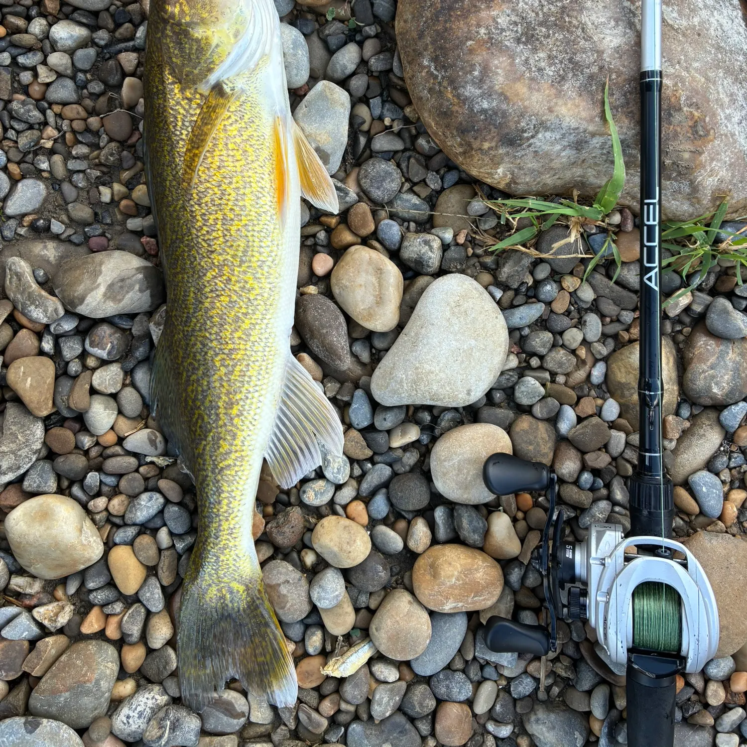 Walleye caught on Fishbrain