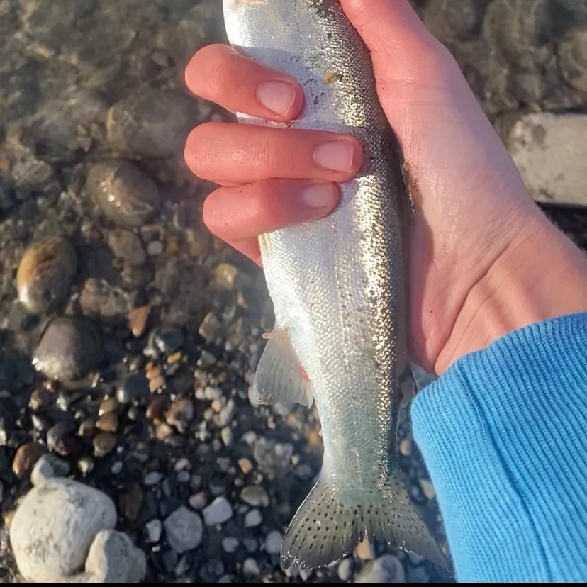 Rainbow trout caught on Fishbrain