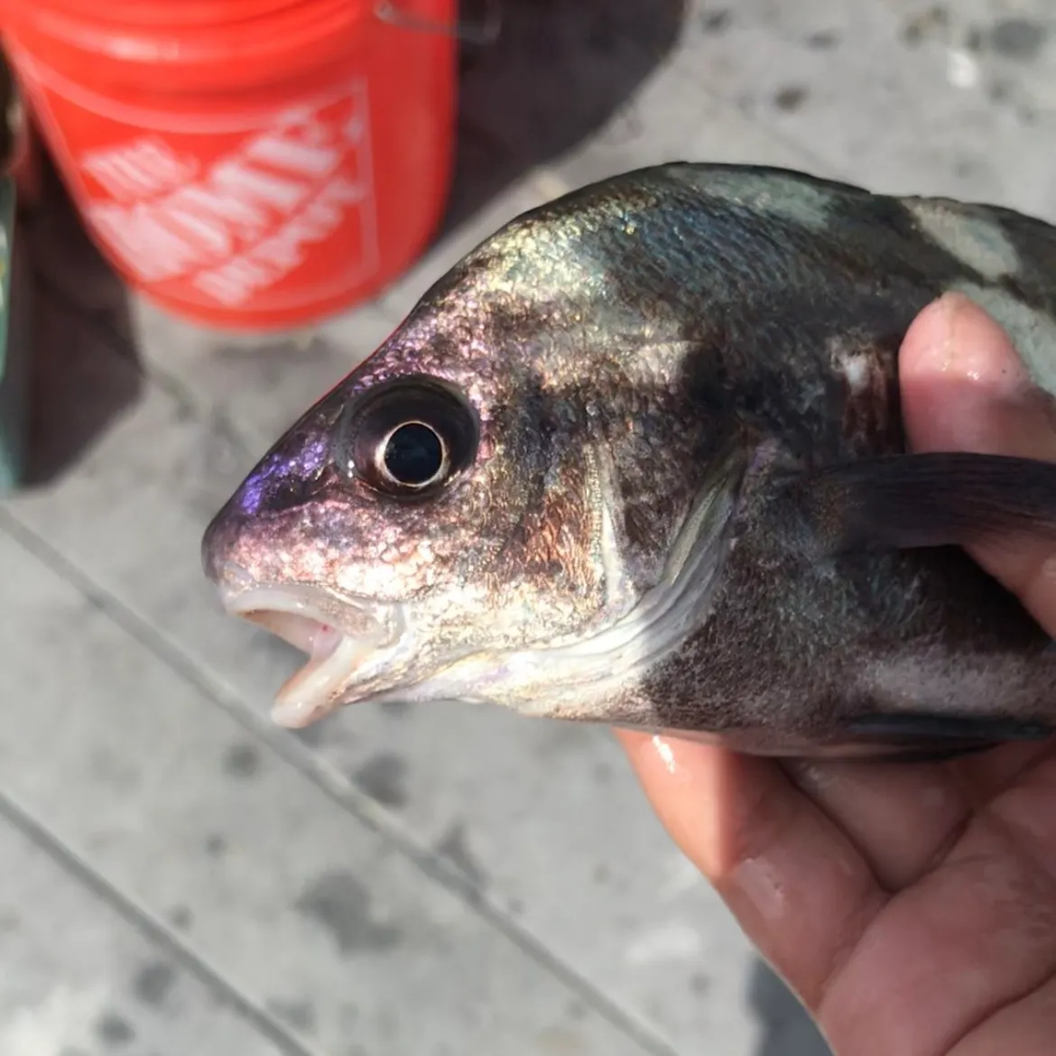 The most recent Black croaker catches on Fishbrain