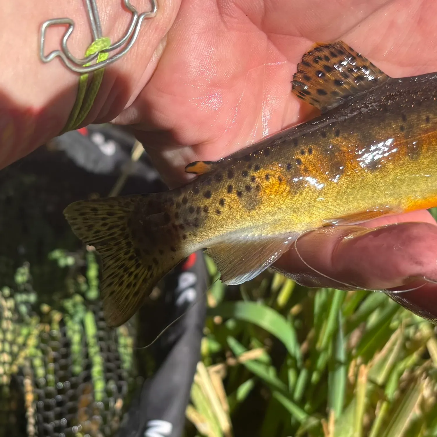 The most recent Little Kern golden trout catches on Fishbrain