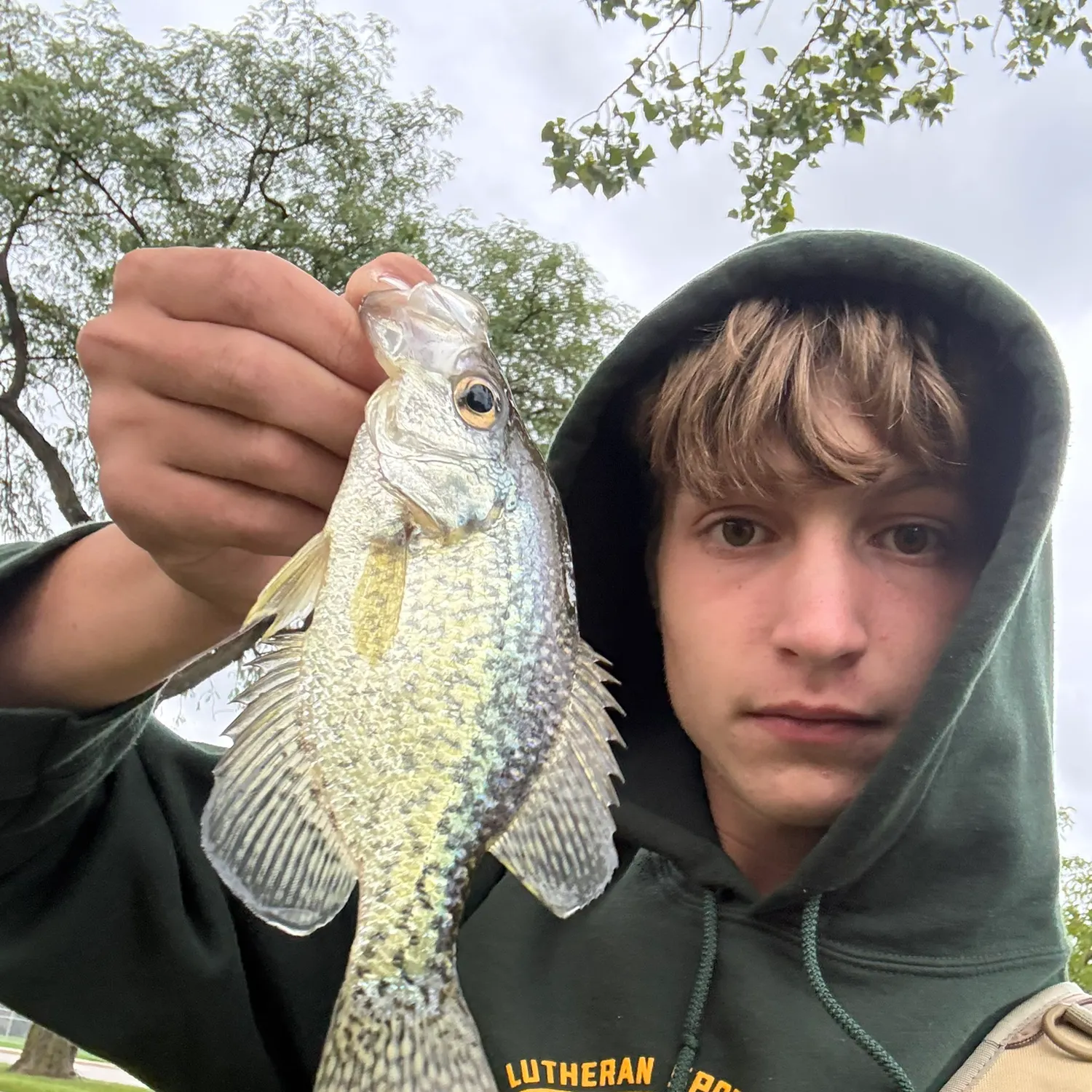 Black crappie caught on Fishbrain