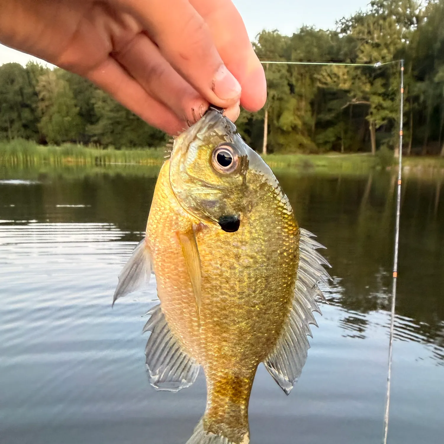 Bluegill caught on Fishbrain