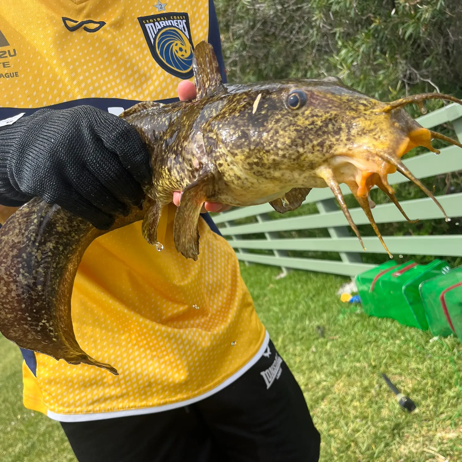 The most recent Cobbler catches on Fishbrain