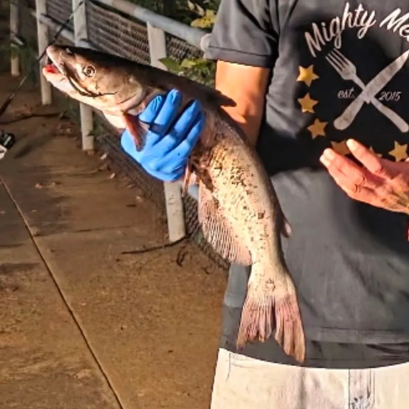 Channel catfish caught on Fishbrain