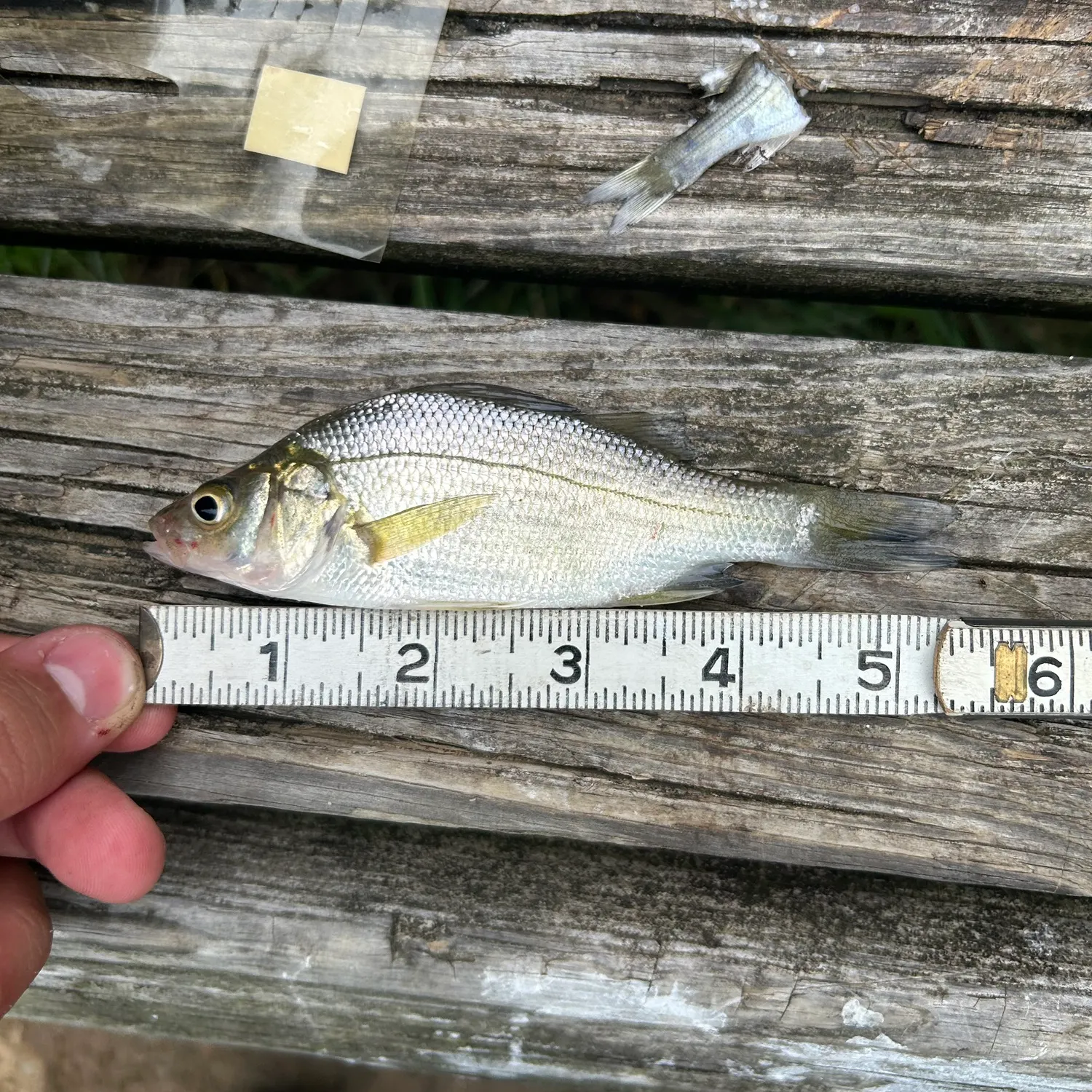 White perch caught on Fishbrain