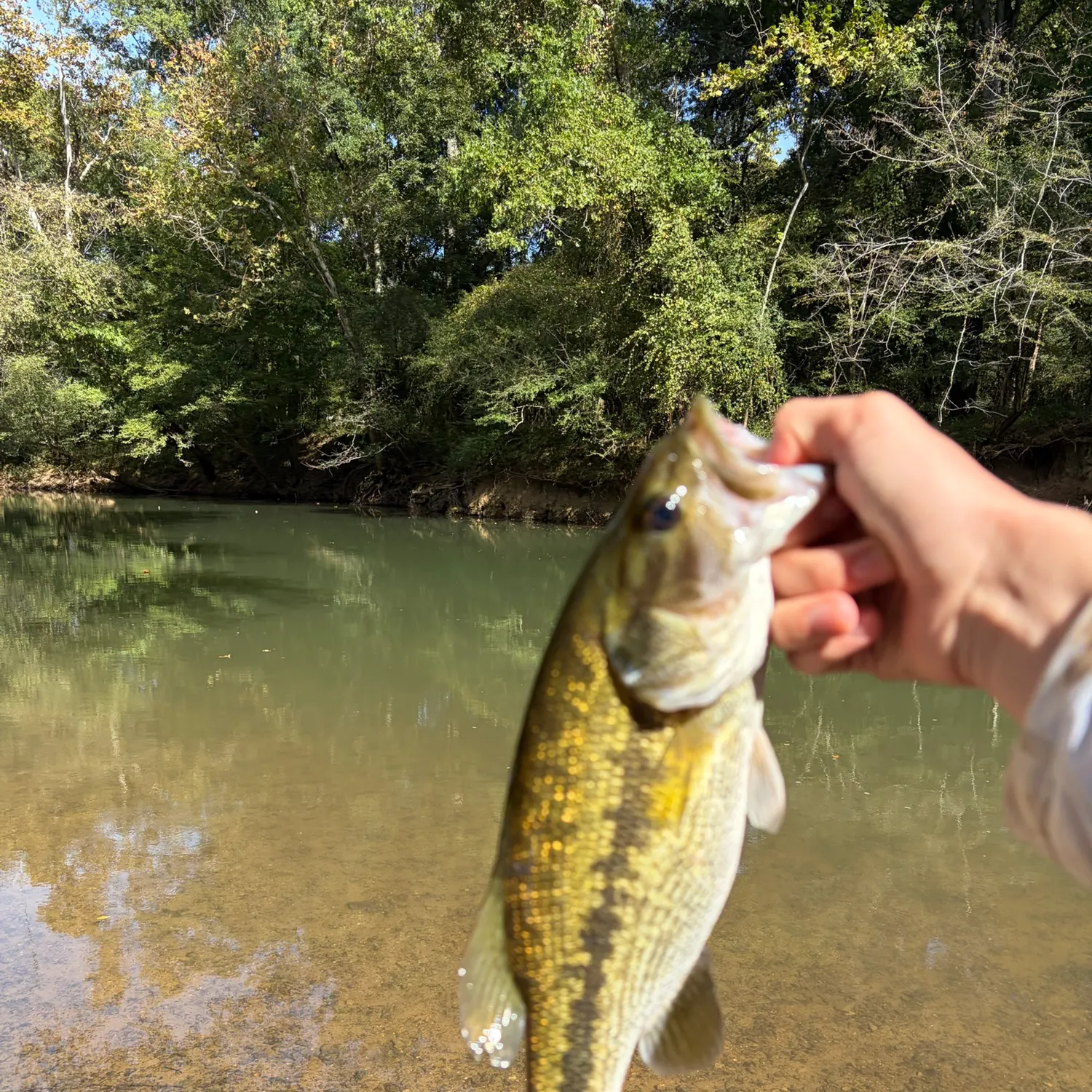 Spotted bass caught on Fishbrain