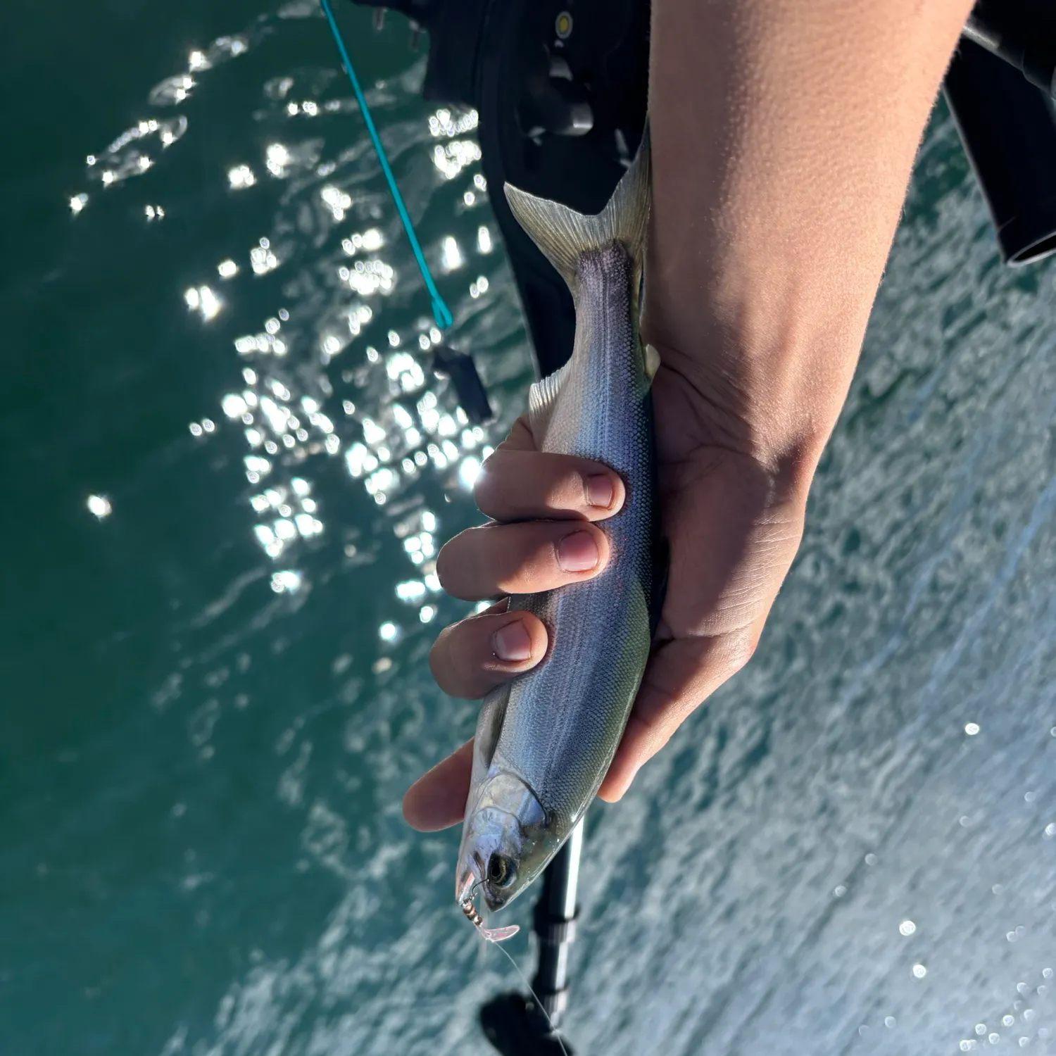 Kokanee salmon caught on Fishbrain