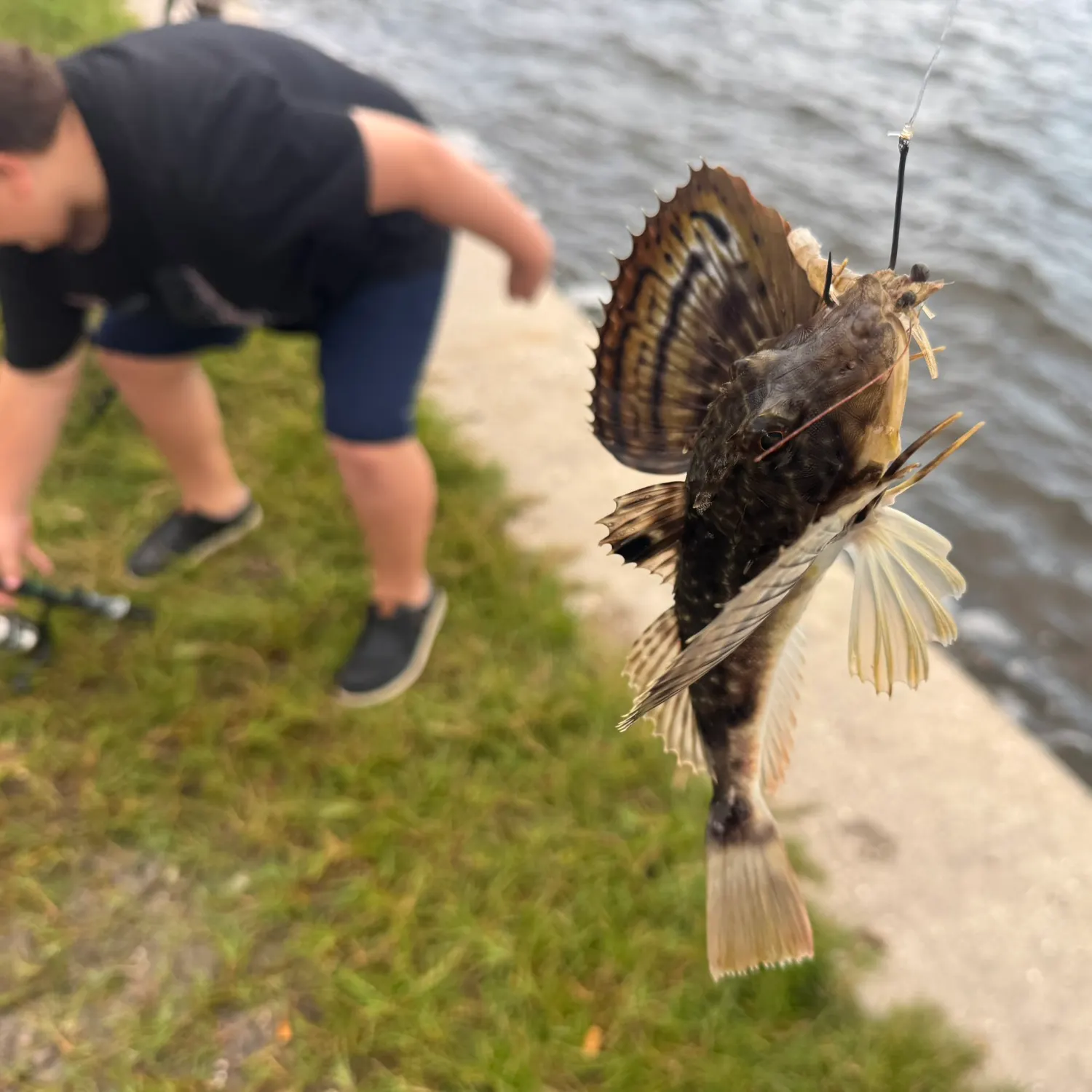 The most recent Bighead searobin catches on Fishbrain