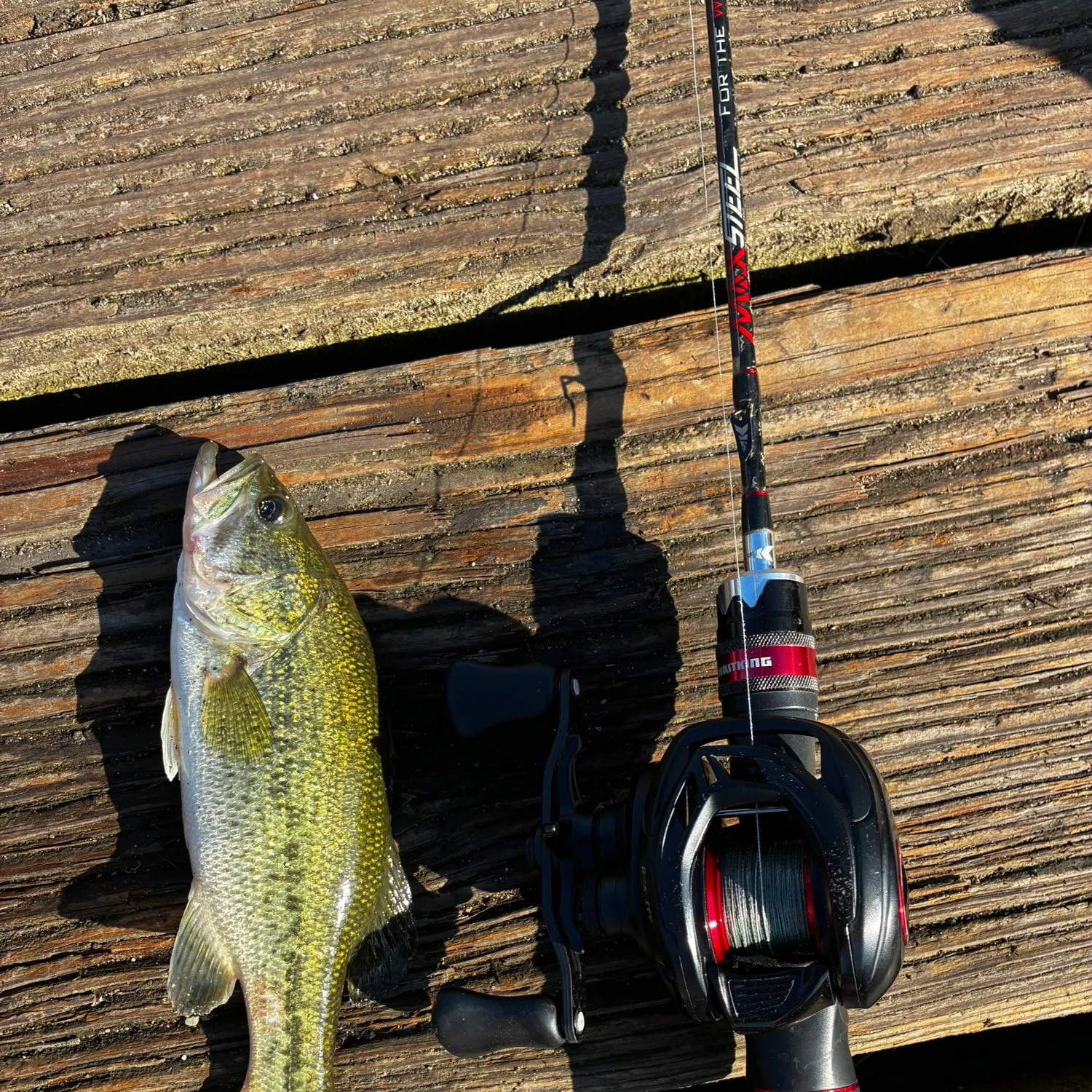 best reel for sea bass fishing in washington Tide Rite R465 Hi-Lo Rig – Fisherman's Headquarters The Best Bass Fishing All
