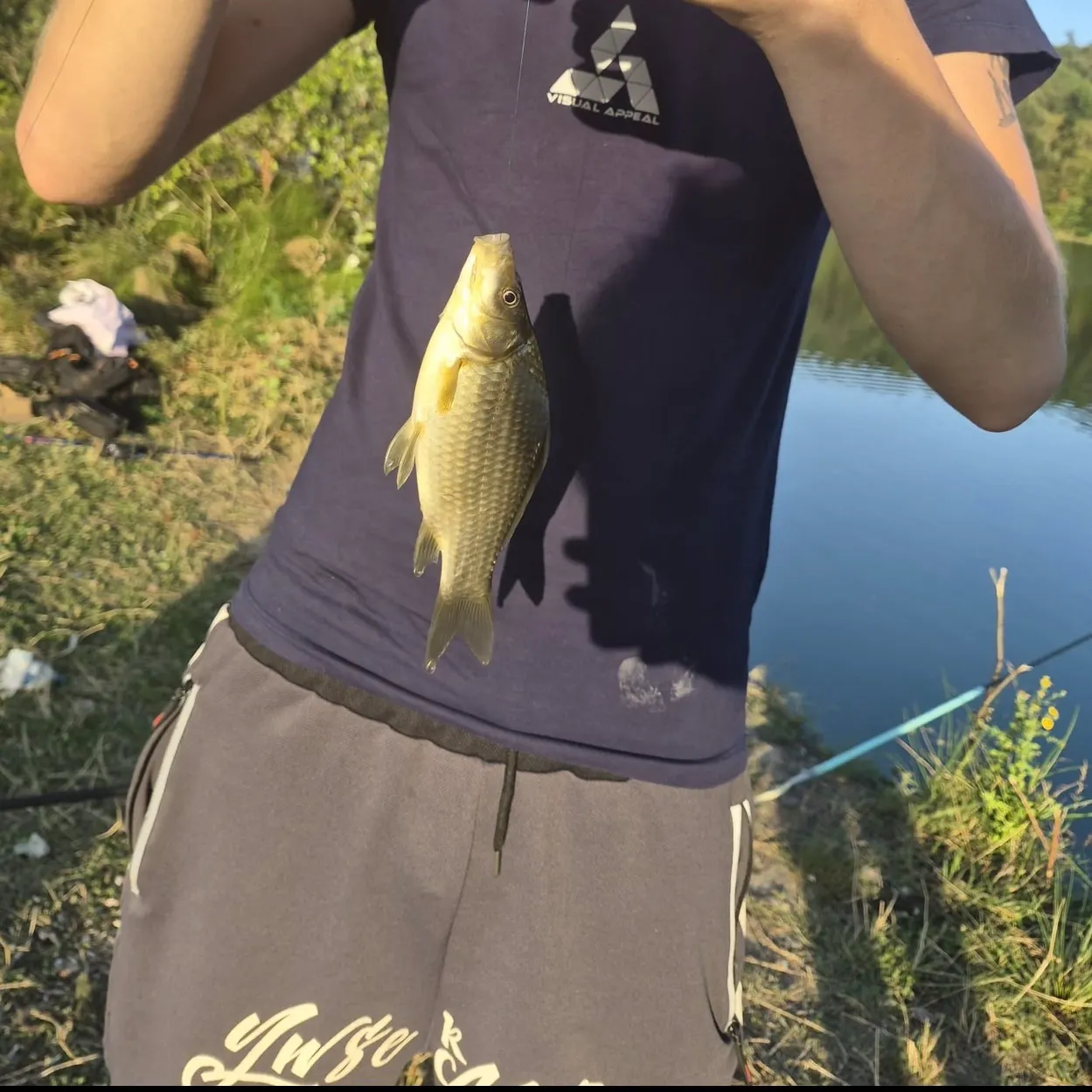 Common carp caught on Fishbrain