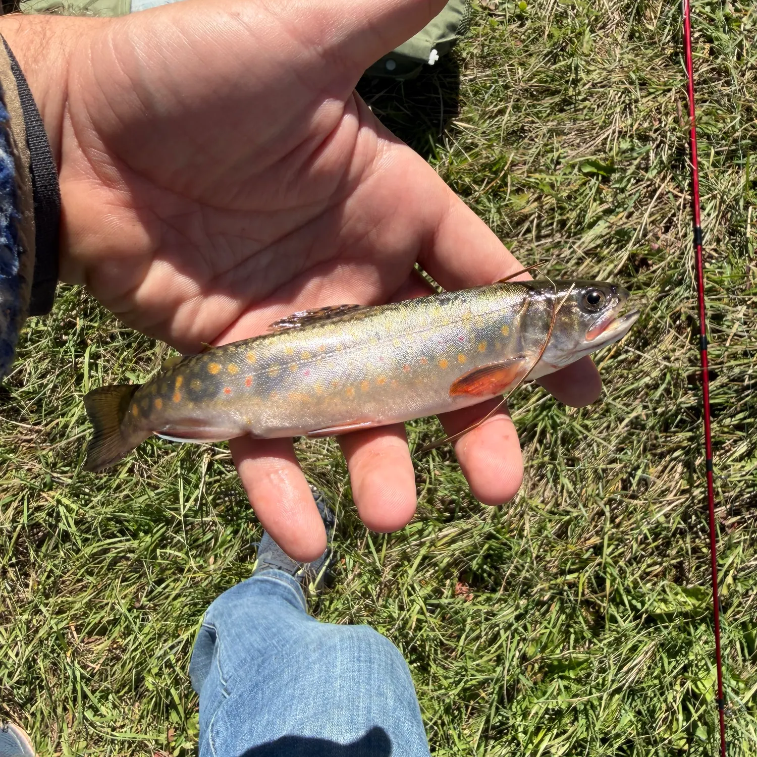 Brook trout caught on Fishbrain