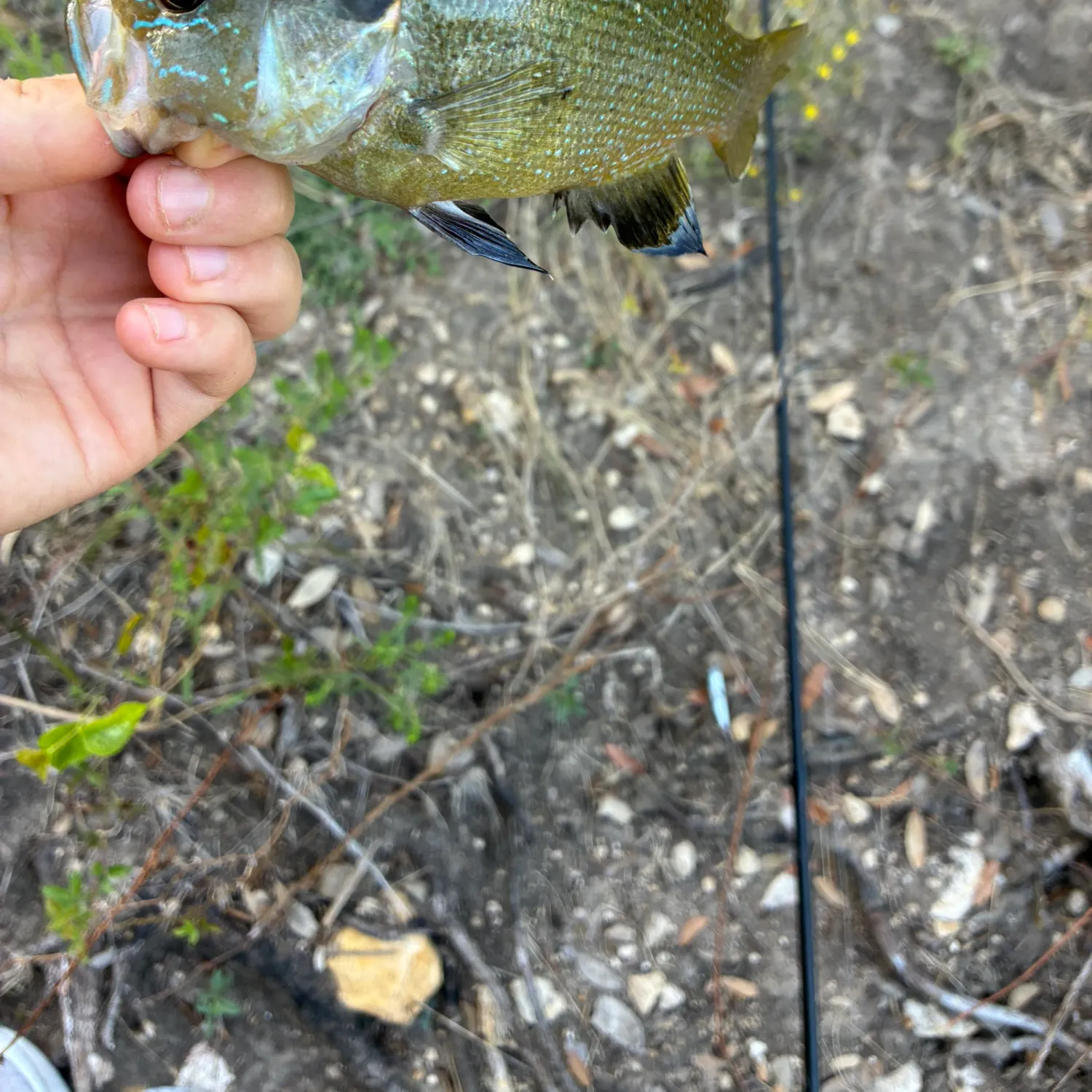 Green sunfish caught on Fishbrain