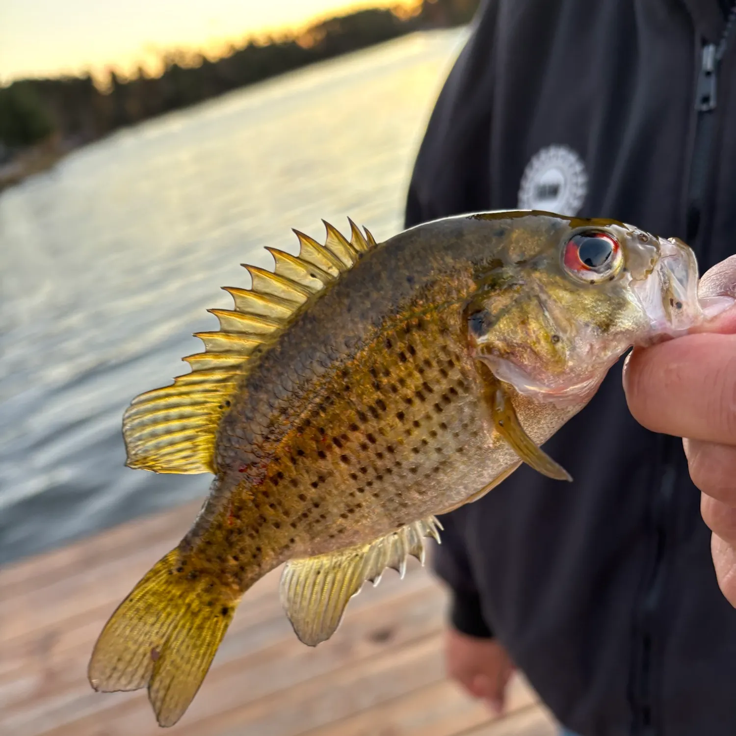 Rock bass caught on Fishbrain